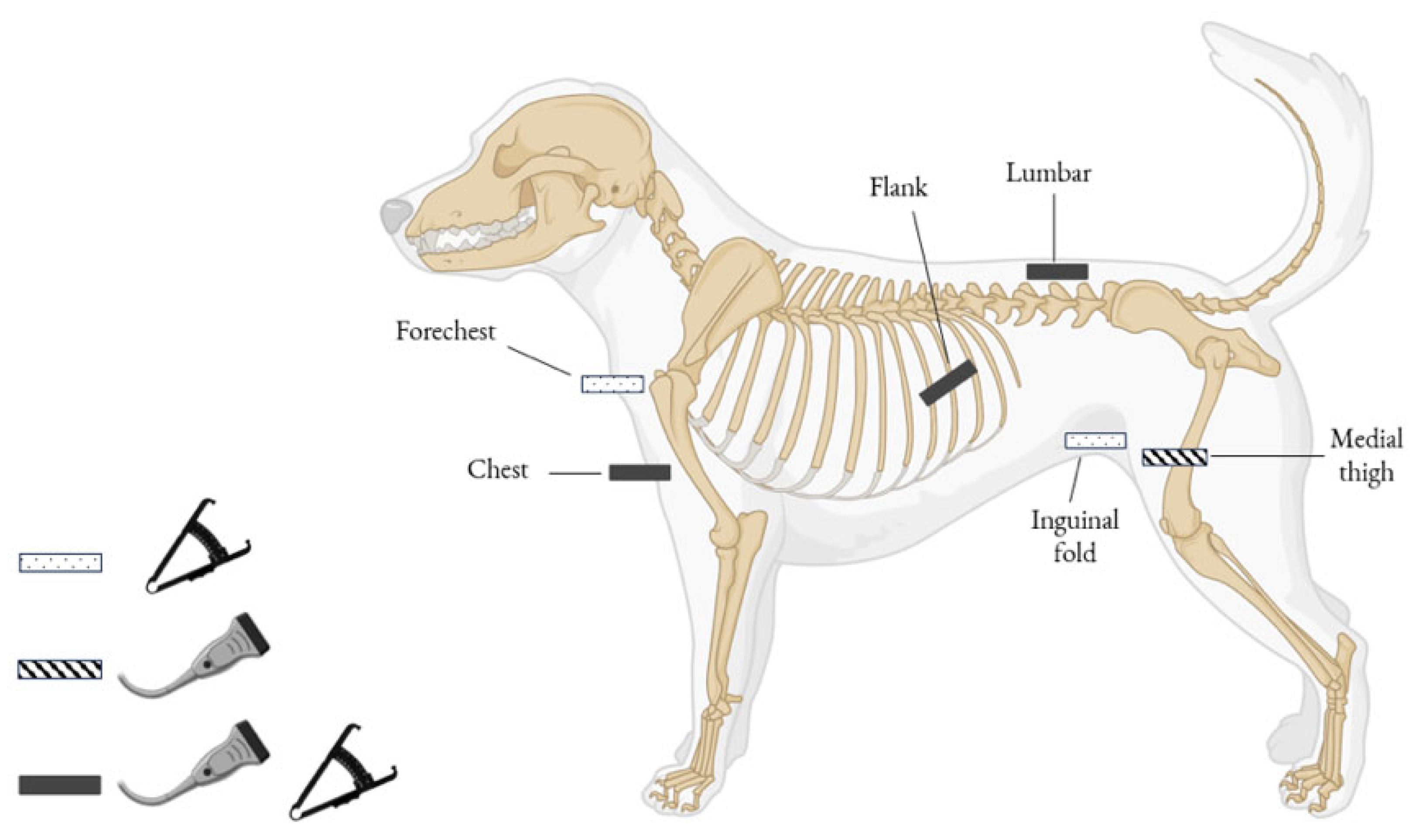 Vetsci 12 00766 g003 Vetsci 12 00766 g003