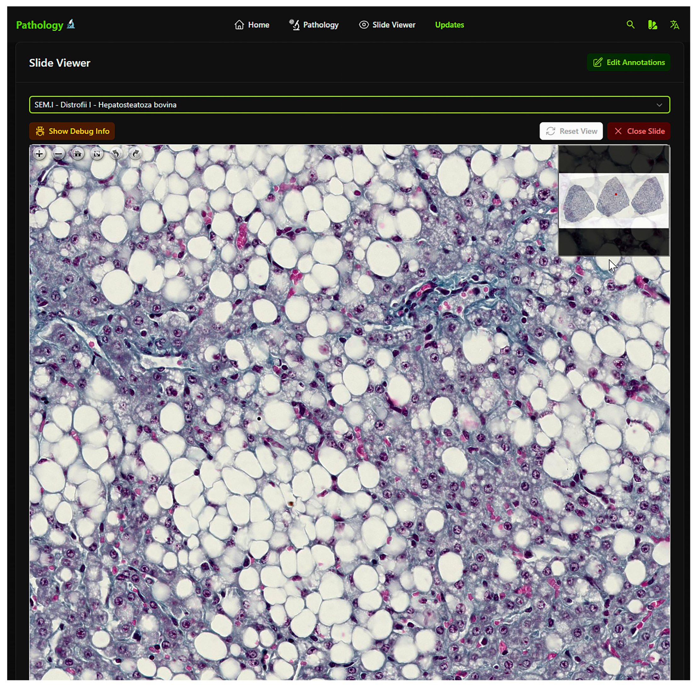 Vetsci 12 00769 g002 Vetsci 12 00769 g002