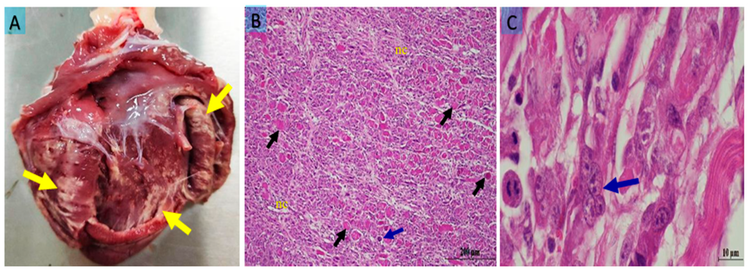 Vetsci 12 00774 g001
