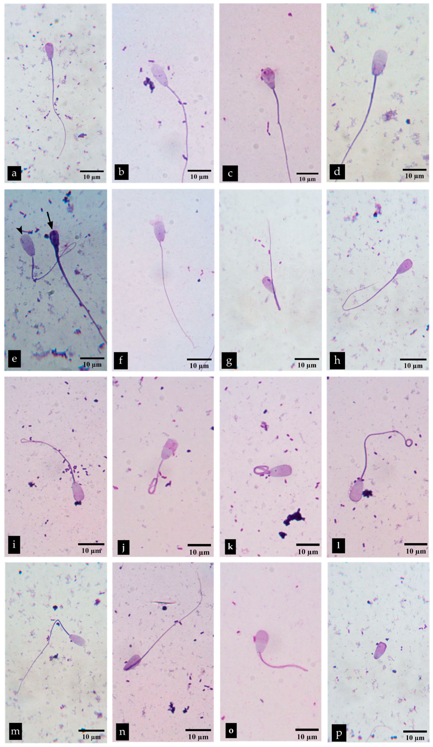Vetsci 12 00775 g005