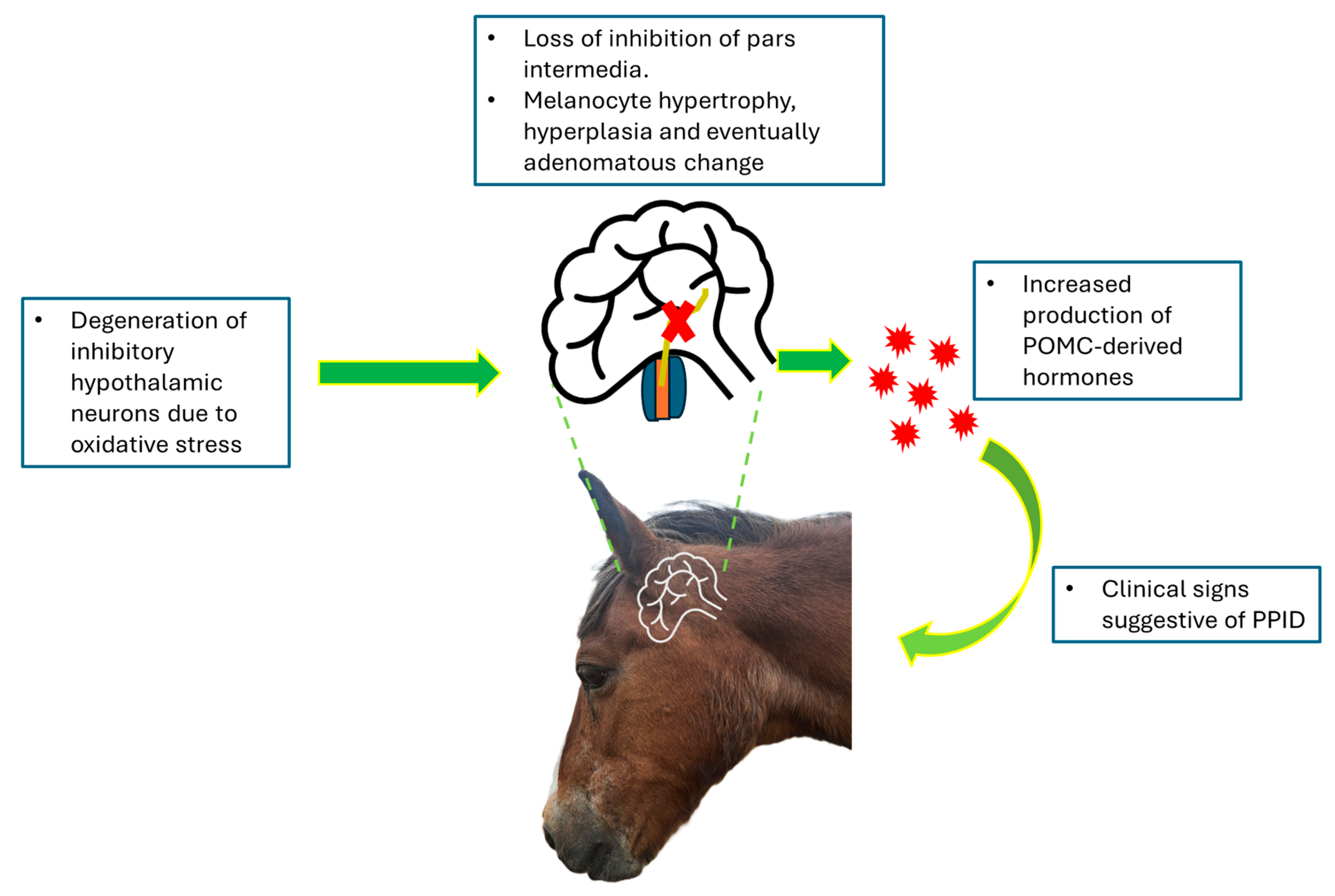 Vetsci 12 00780 g002