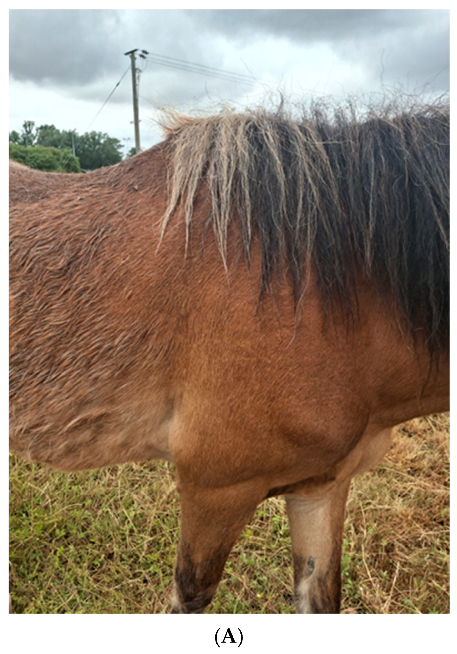 Vetsci 12 00780 g003a