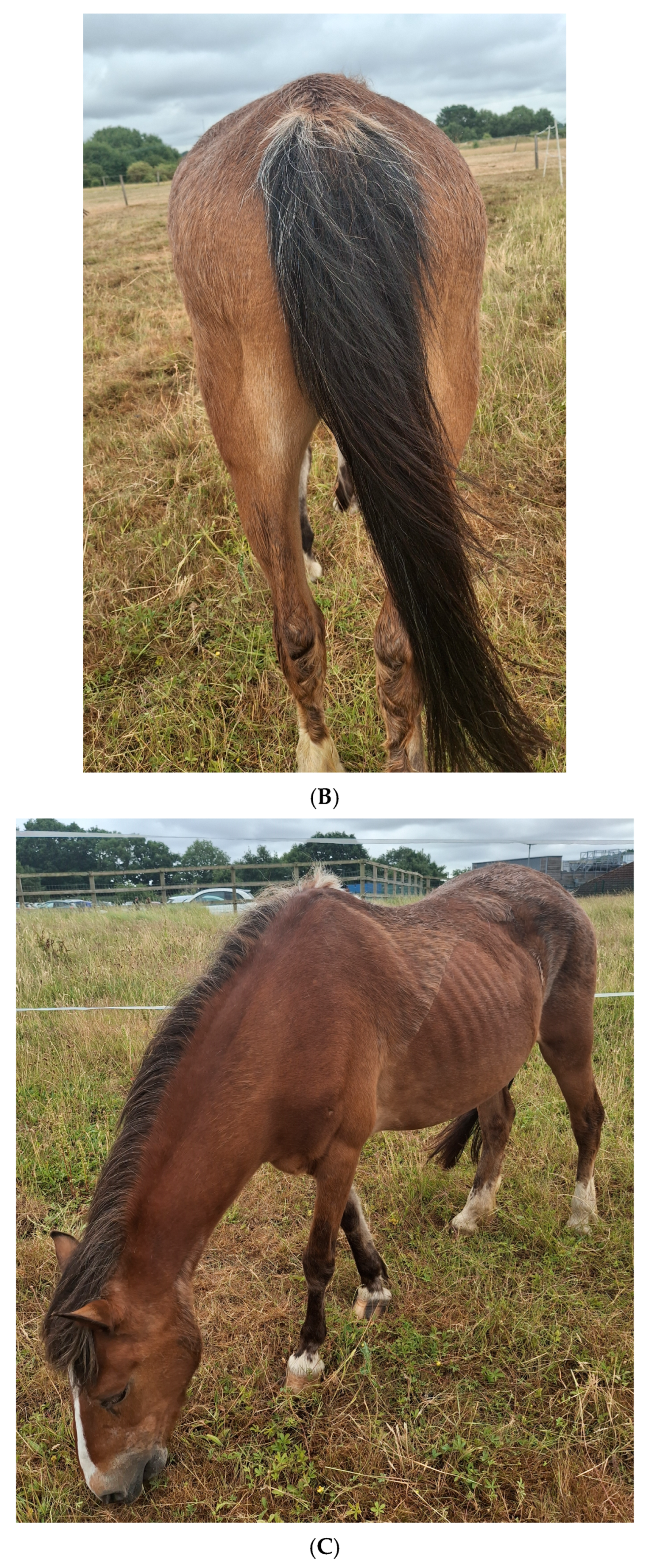 Vetsci 12 00780 g003b