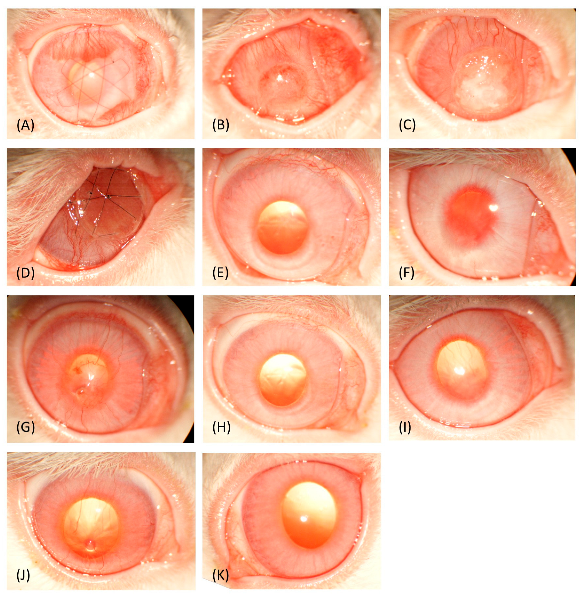 Vetsci 12 00785 g001 Vetsci 12 00785 g001