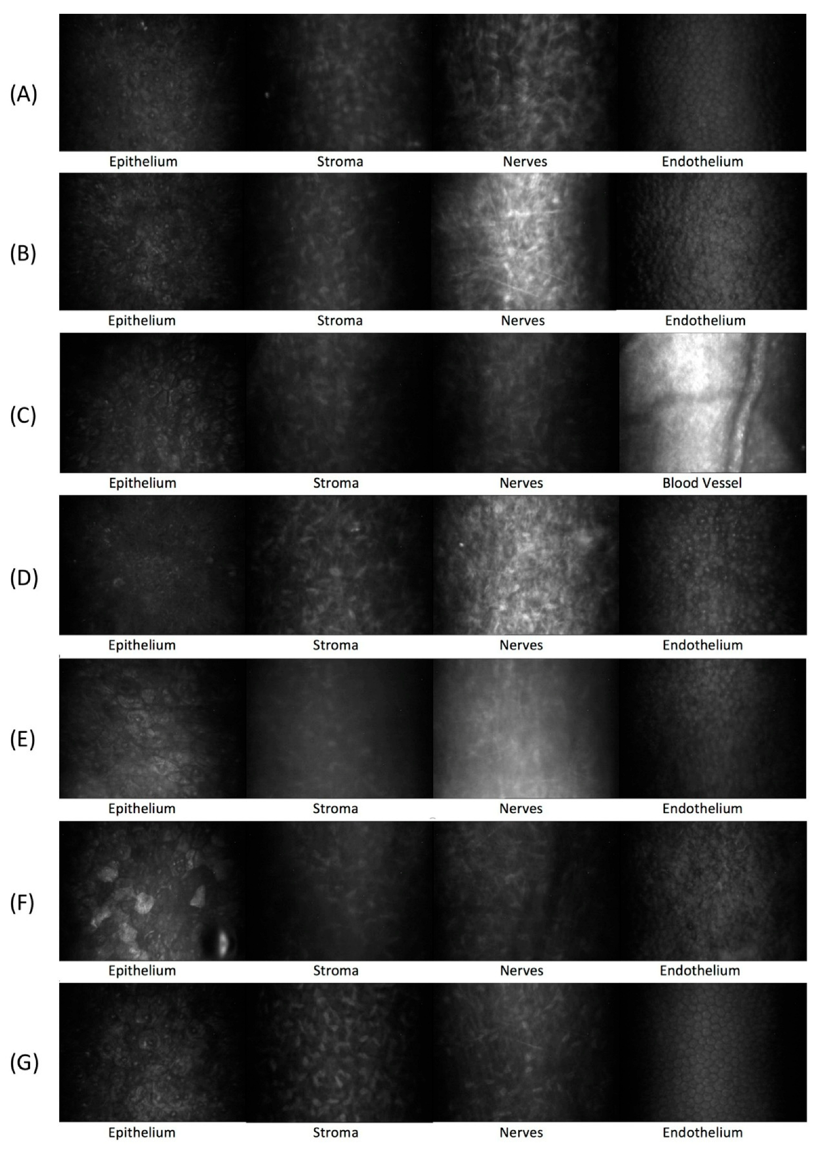 Vetsci 12 00785 g005 Vetsci 12 00785 g005