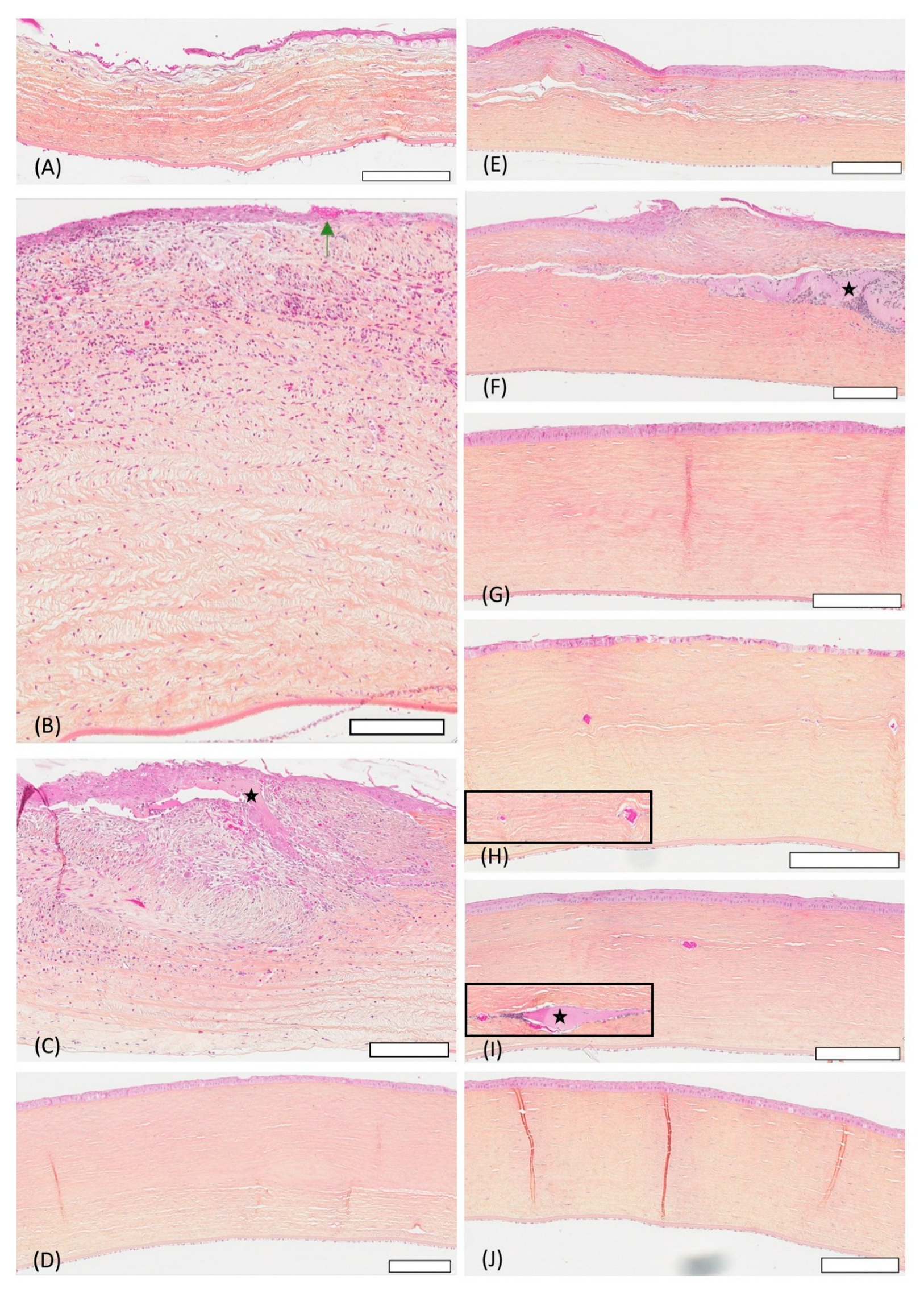 Vetsci 12 00785 g006 Vetsci 12 00785 g006