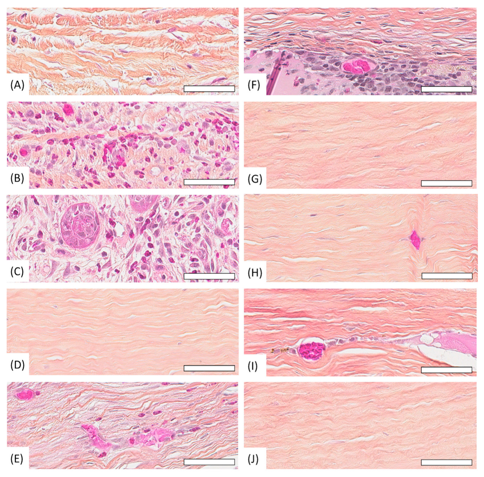 Vetsci 12 00785 g007 Vetsci 12 00785 g007