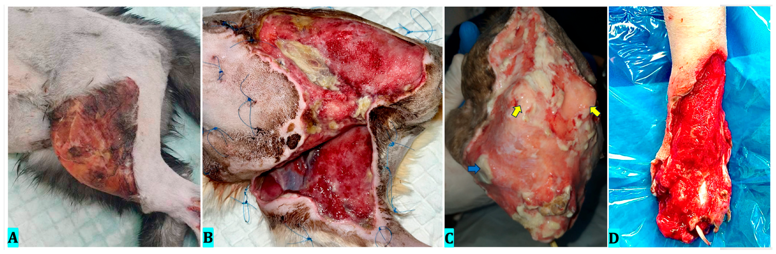 Vetsci 12 00786 g001