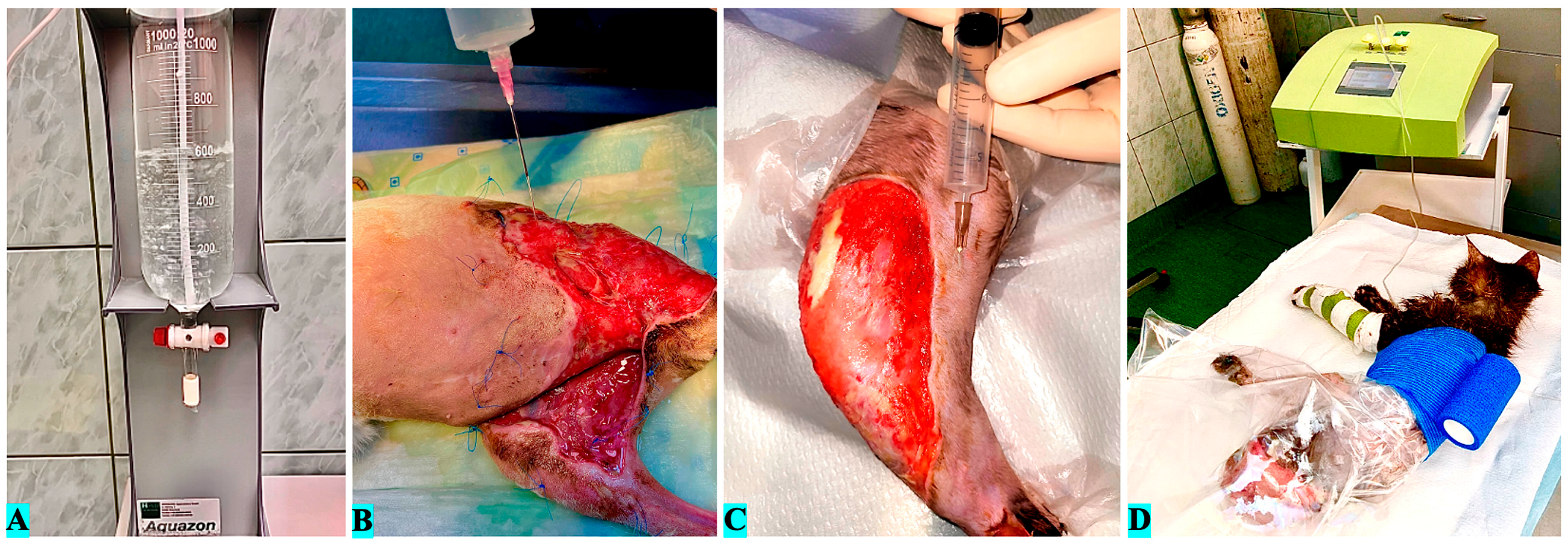 Vetsci 12 00786 g002