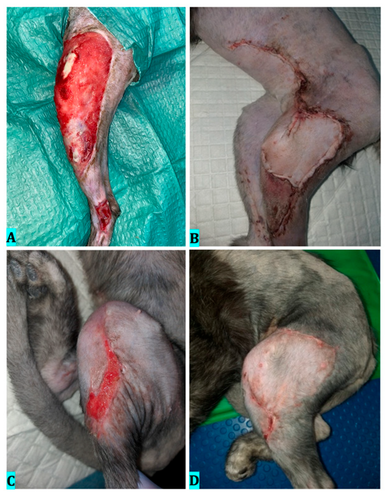 Vetsci 12 00786 g003