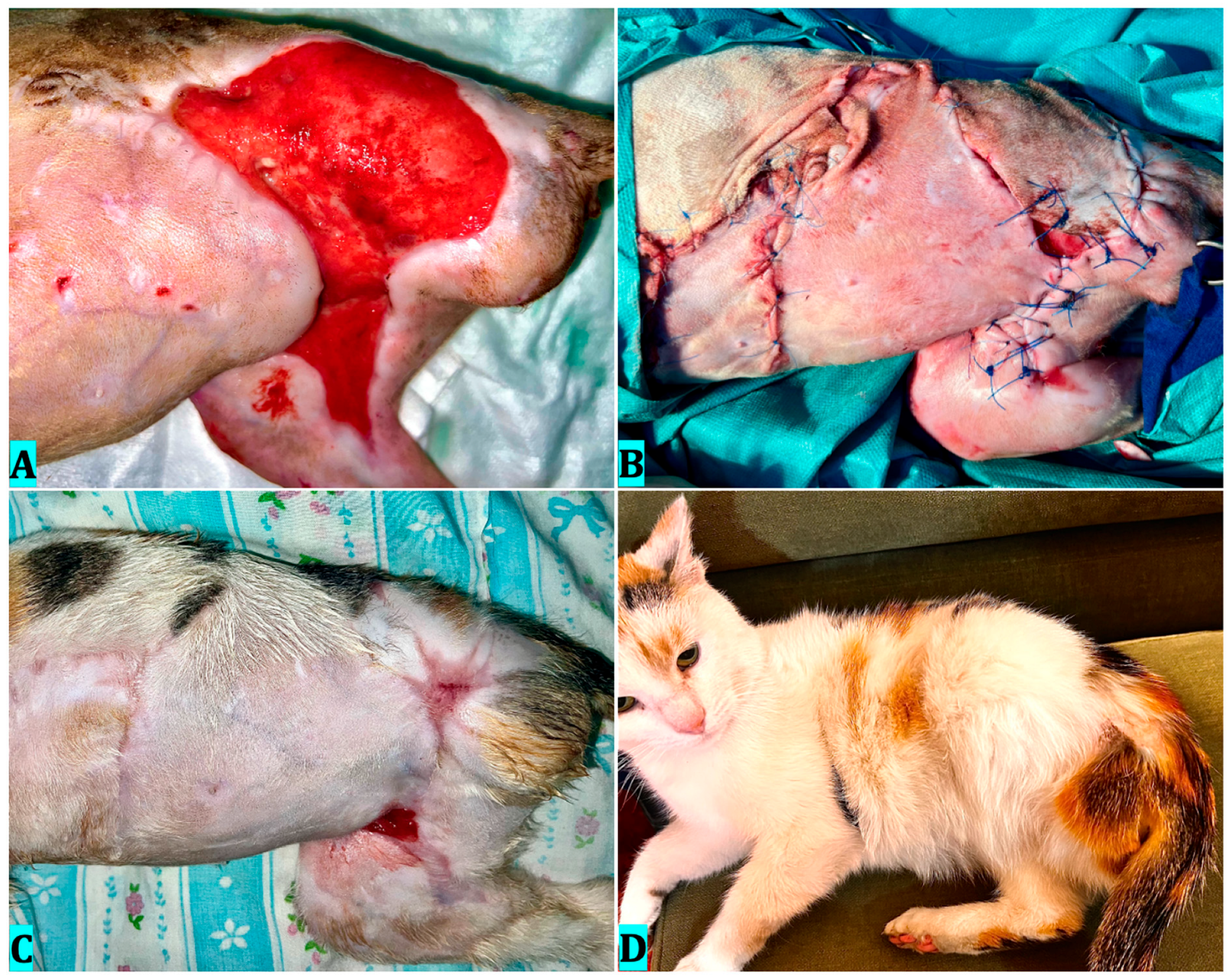 Vetsci 12 00786 g004