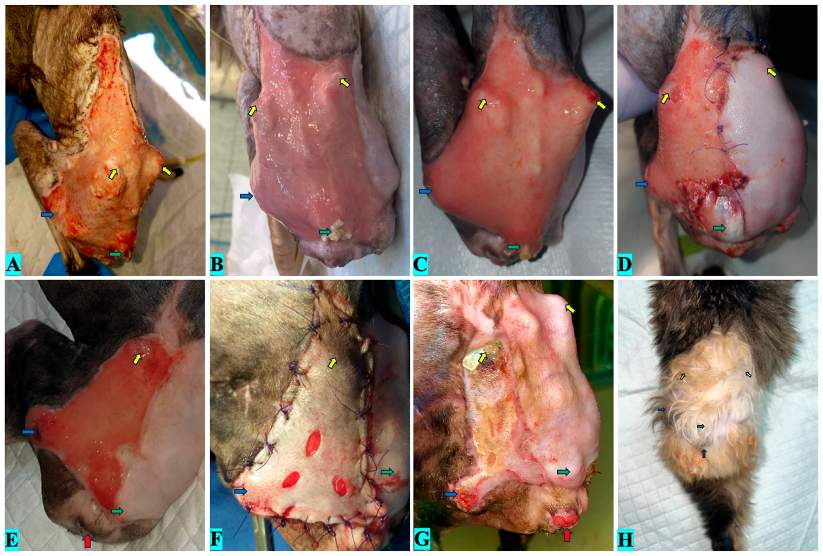 Vetsci 12 00786 g005