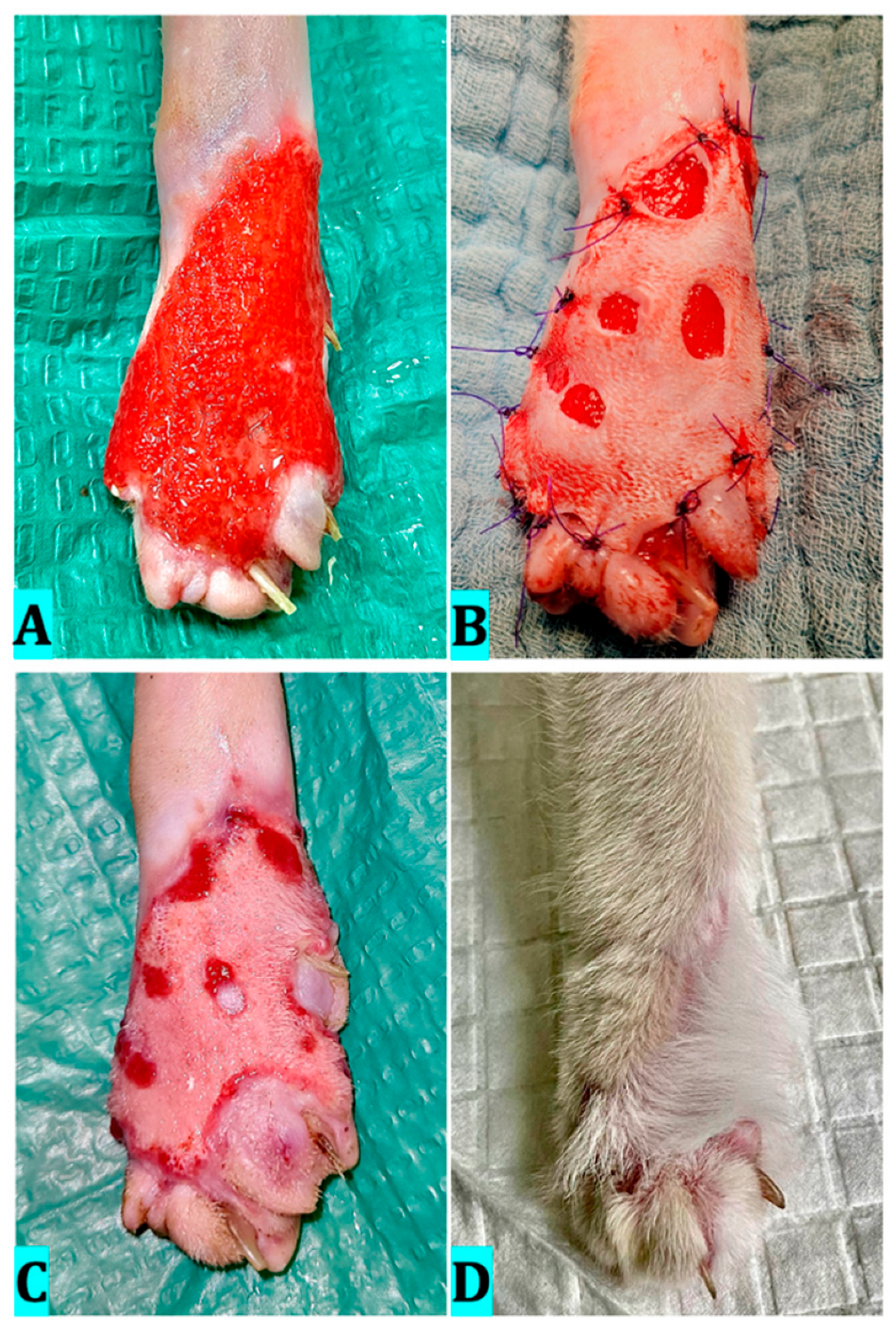Vetsci 12 00786 g006