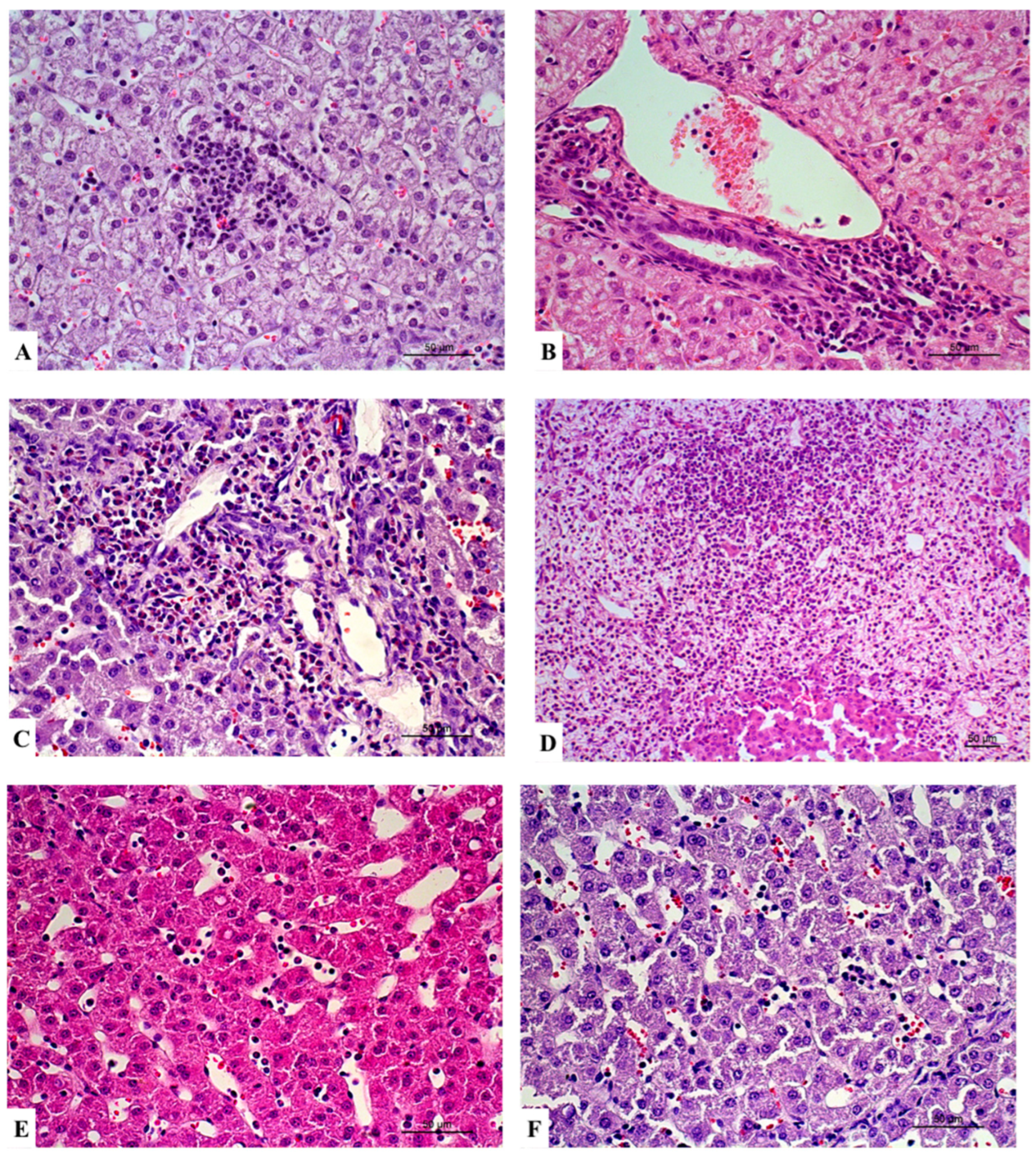 Vetsci 12 00787 g003