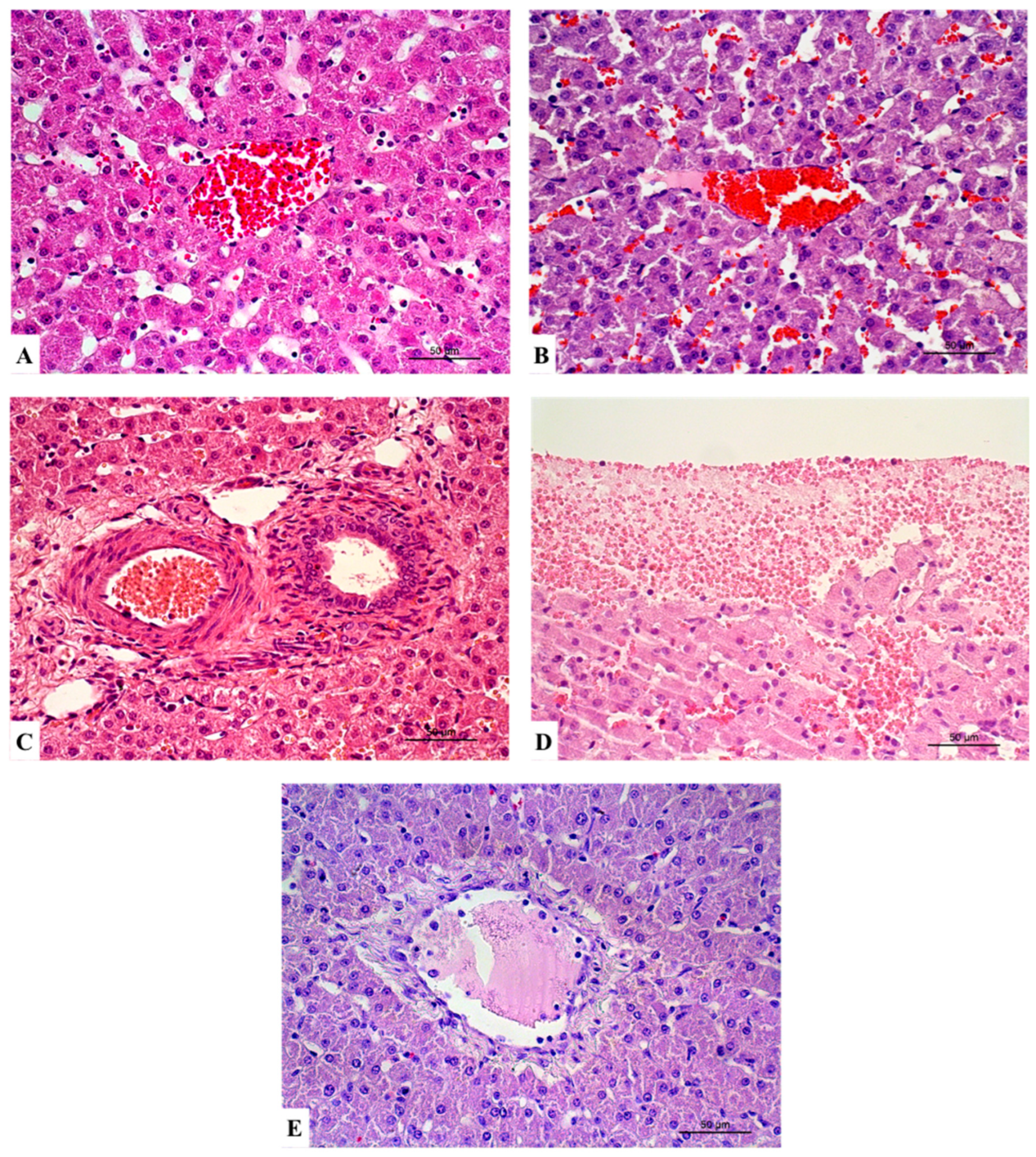 Vetsci 12 00787 g004