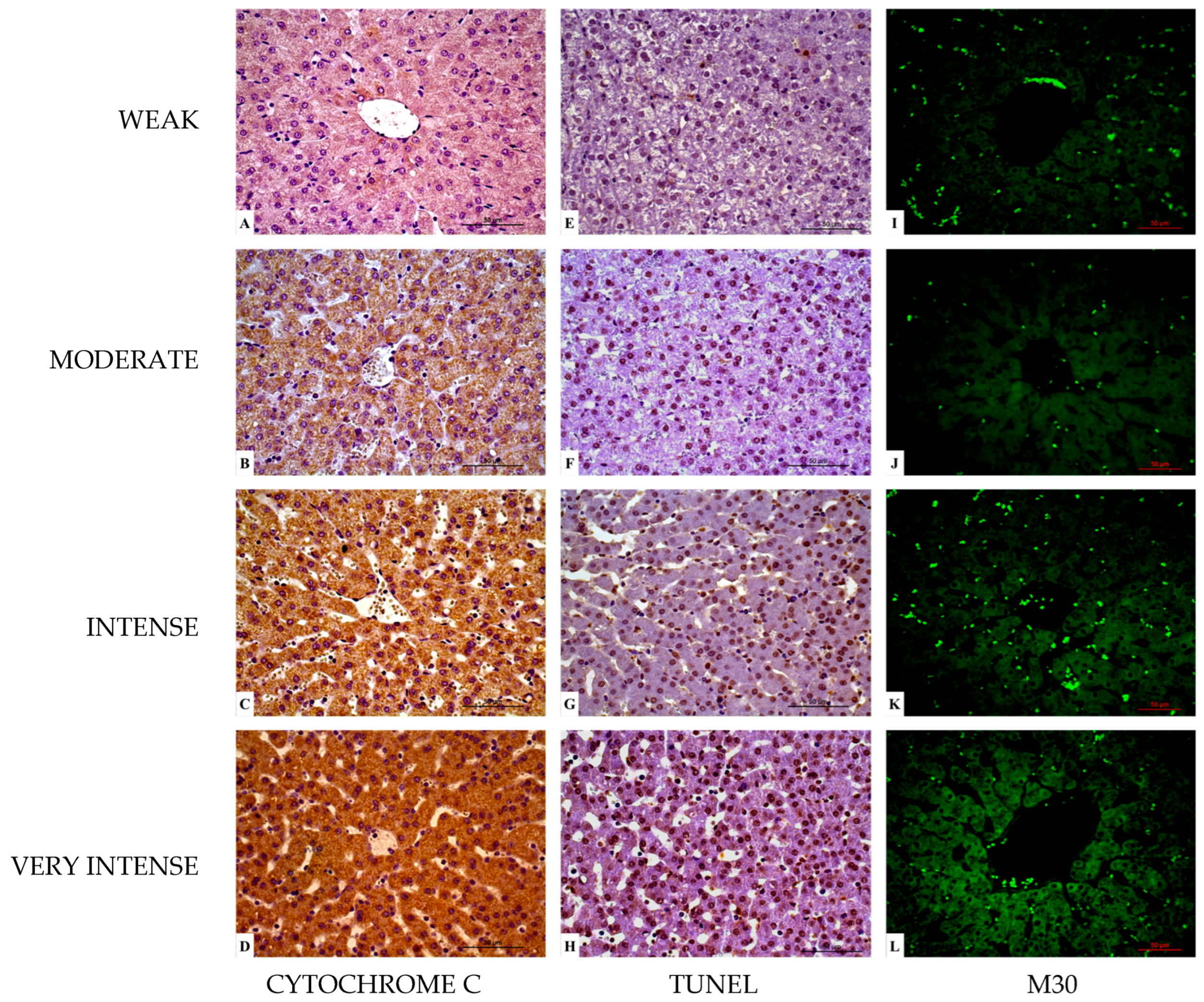 Vetsci 12 00787 g005