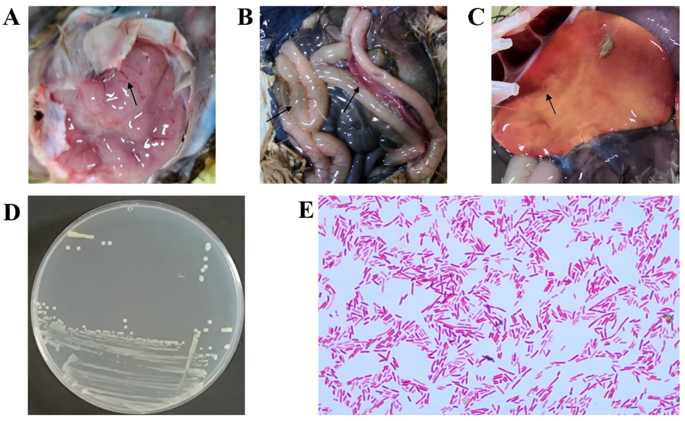 Vetsci 12 00793 g001 Vetsci 12 00793 g001