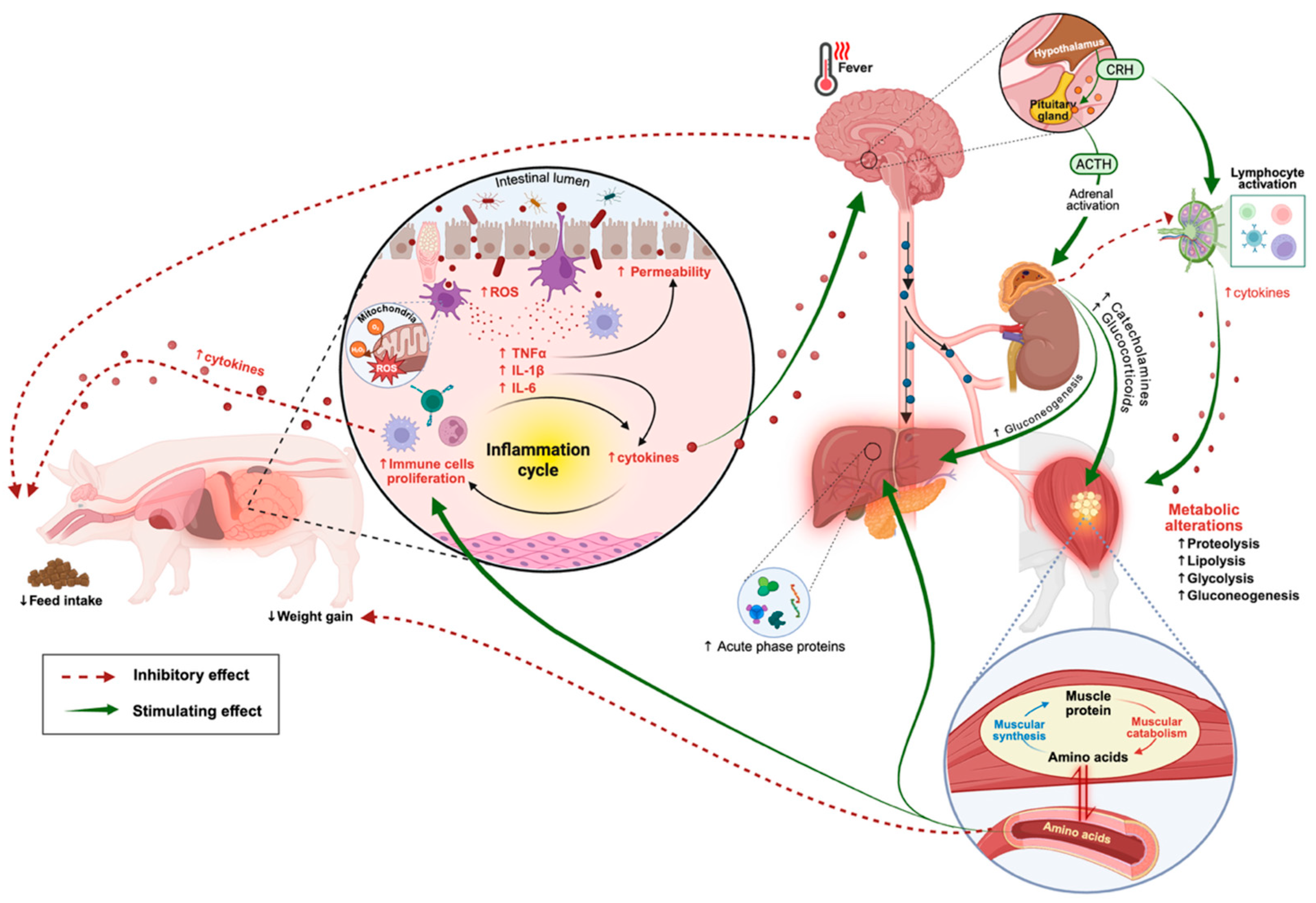Vetsci 12 00794 g001