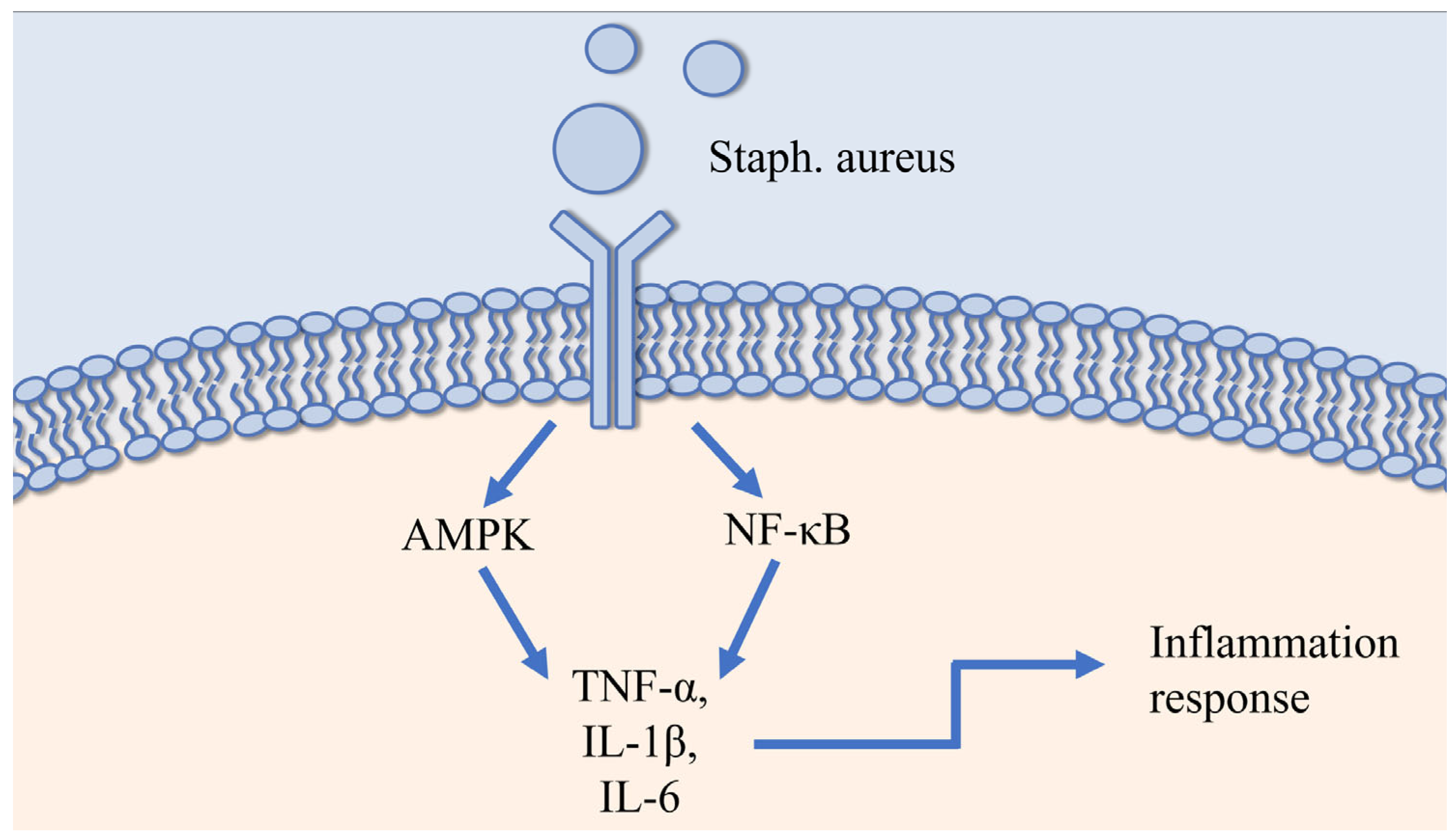 Vetsci 12 00800 g001