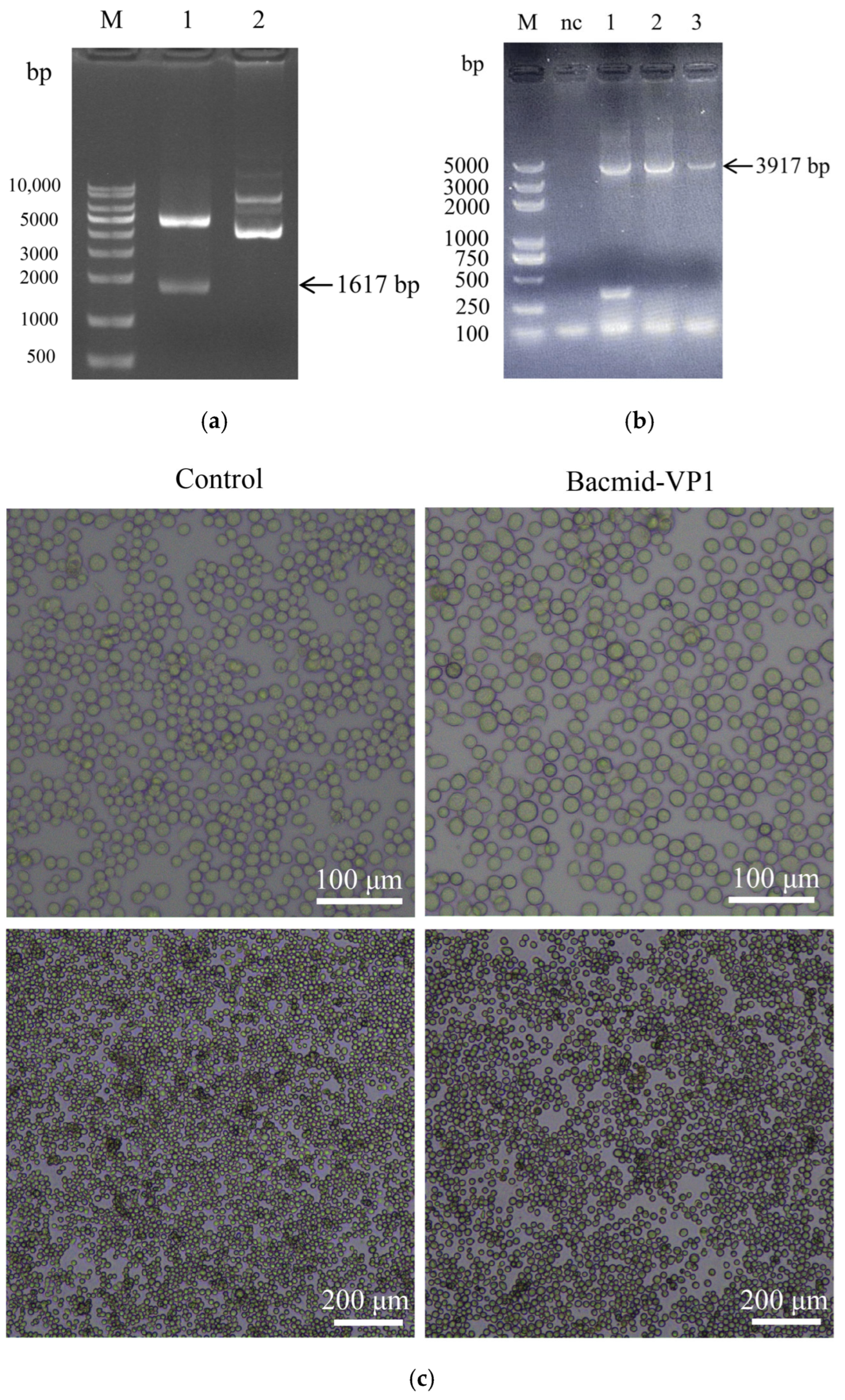 Vetsci 12 00802 g002