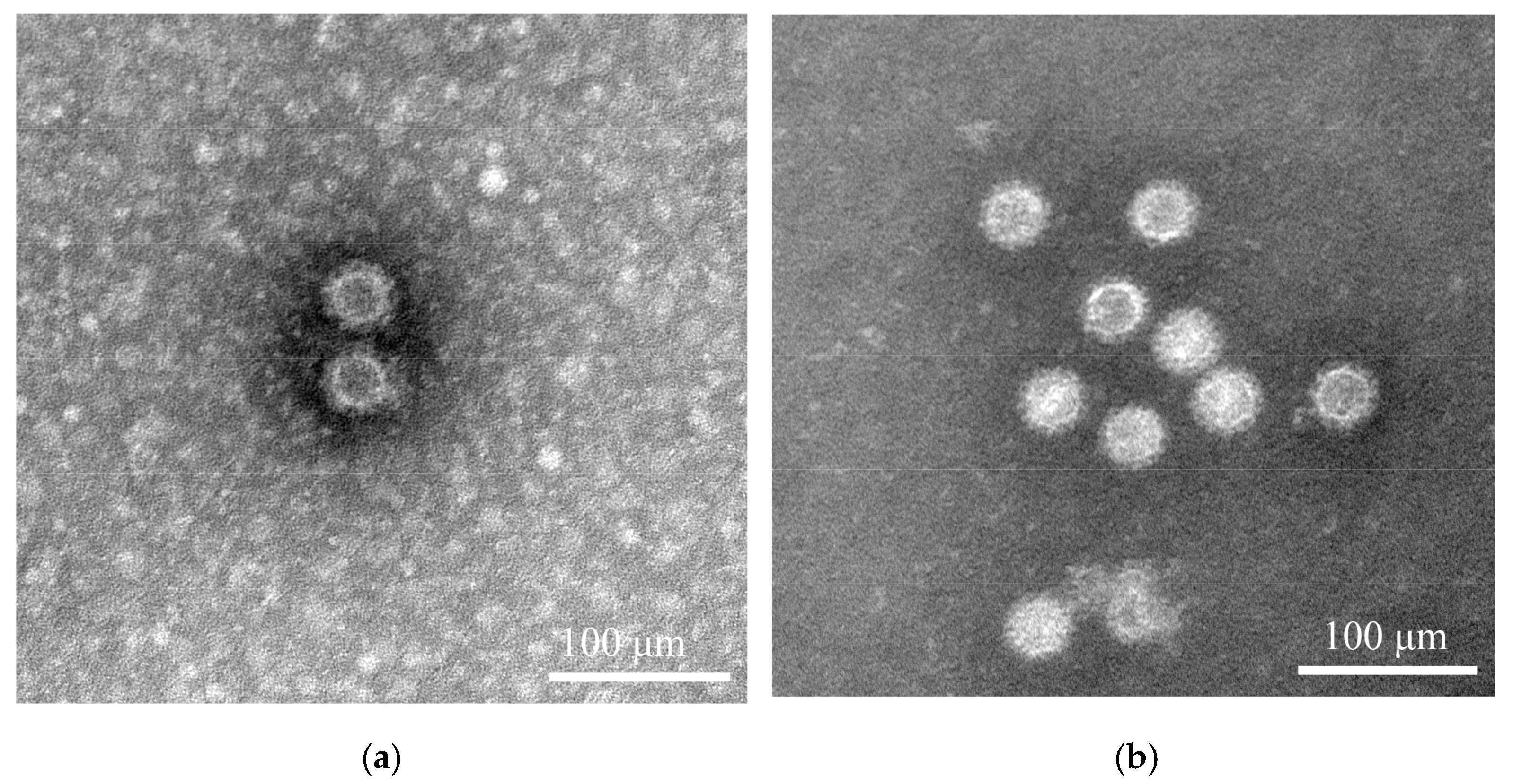 Vetsci 12 00802 g004