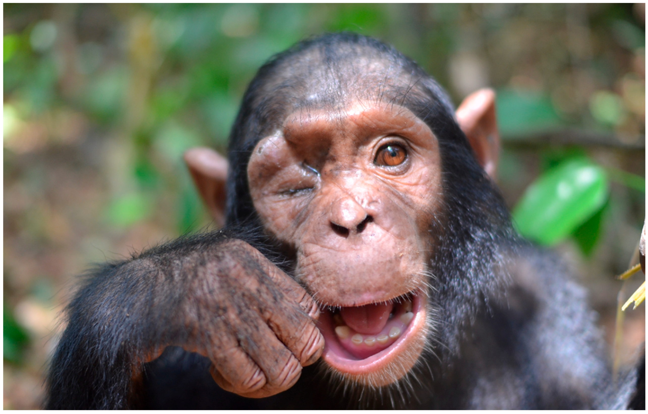 Vetsci 12 00805 g001