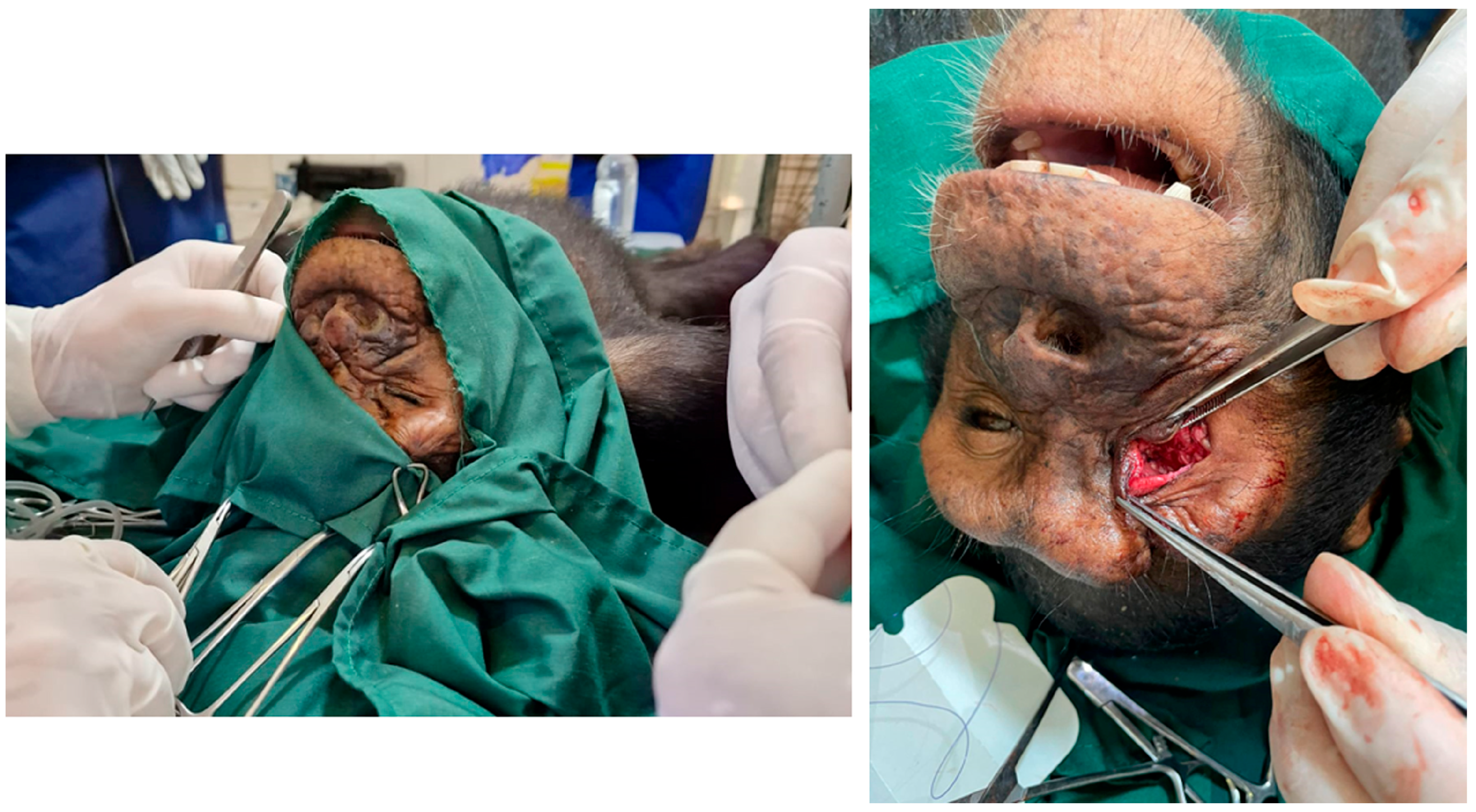 Vetsci 12 00805 g003