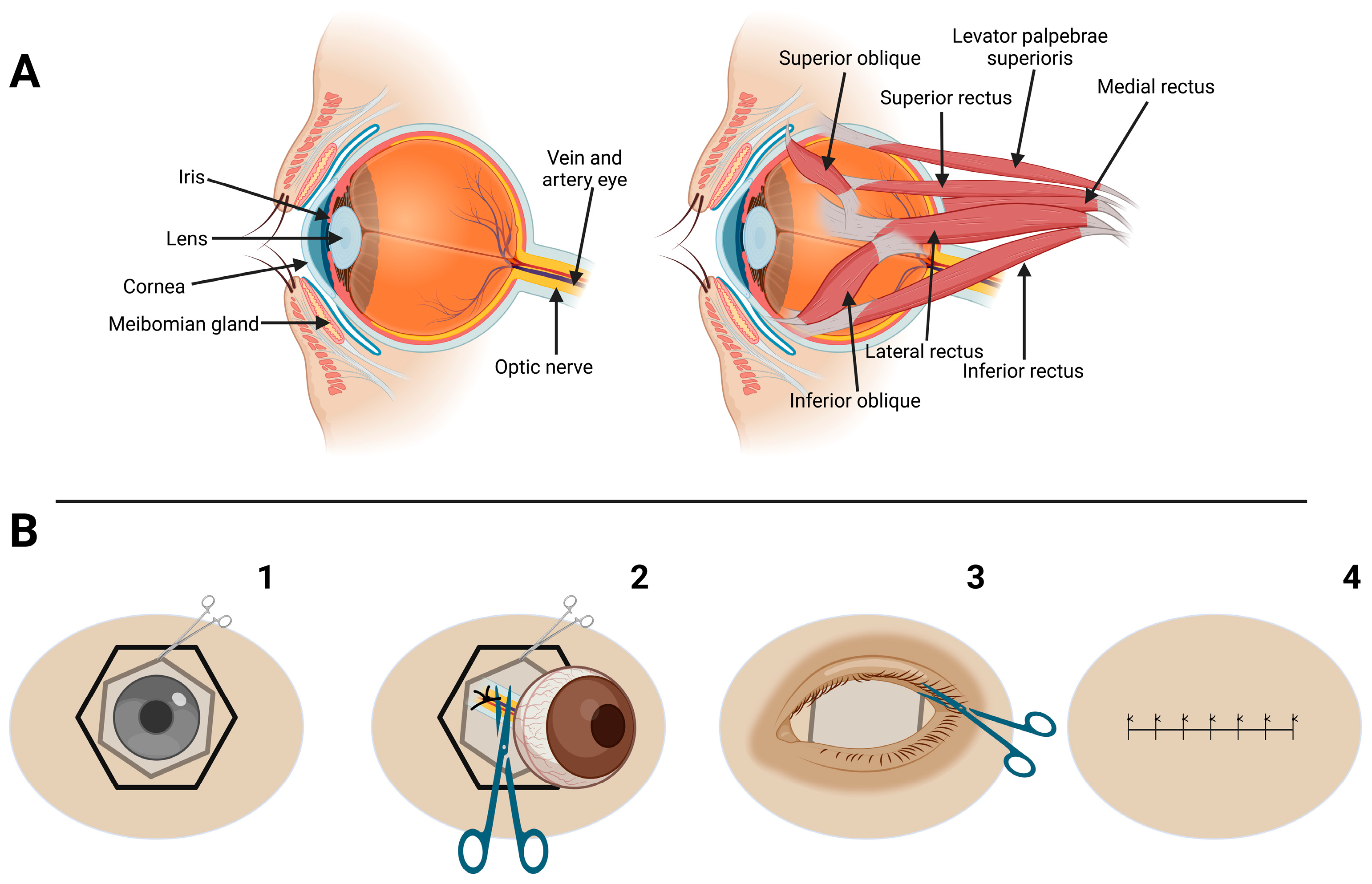 Vetsci 12 00805 g004