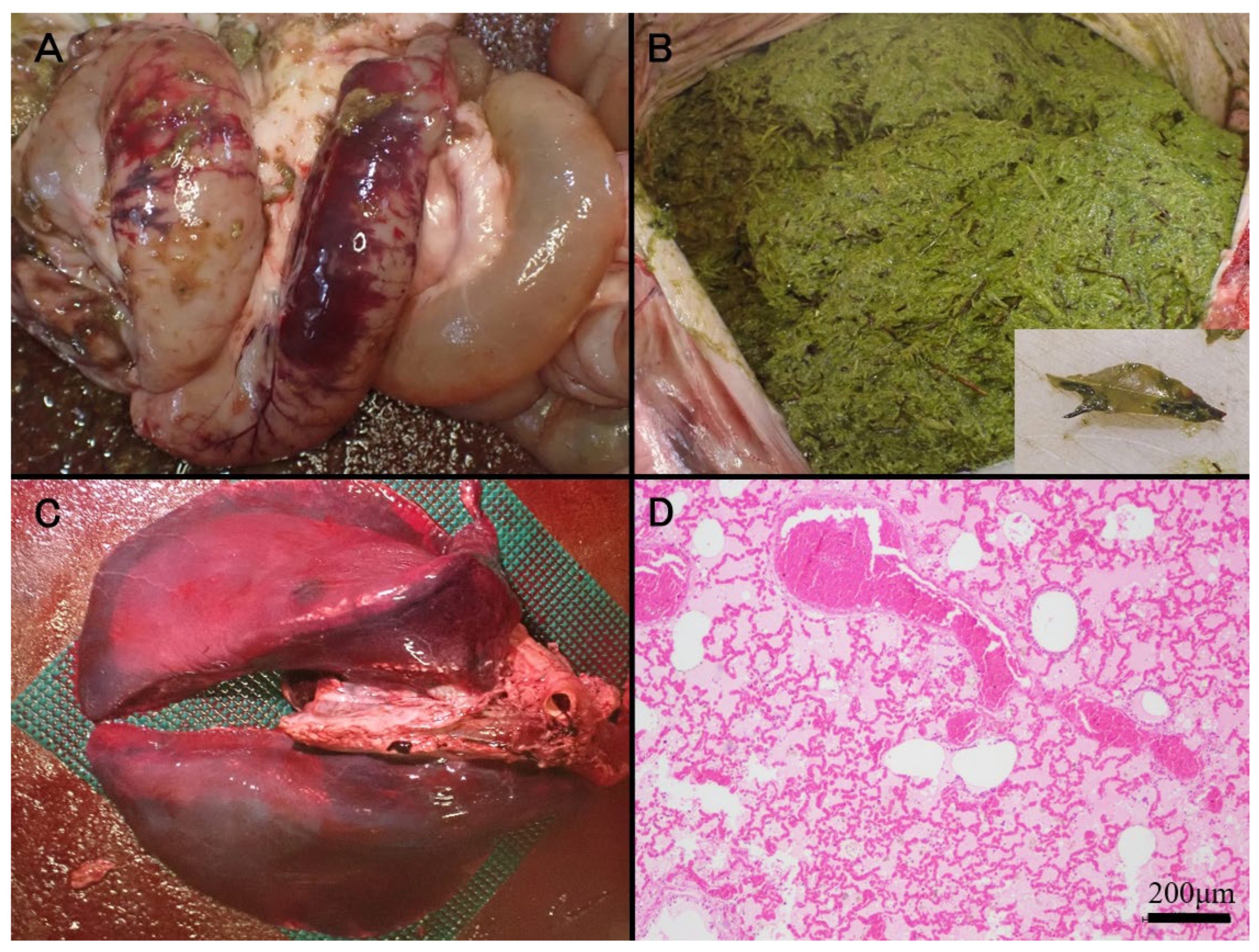 Vetsci 12 00806 g001