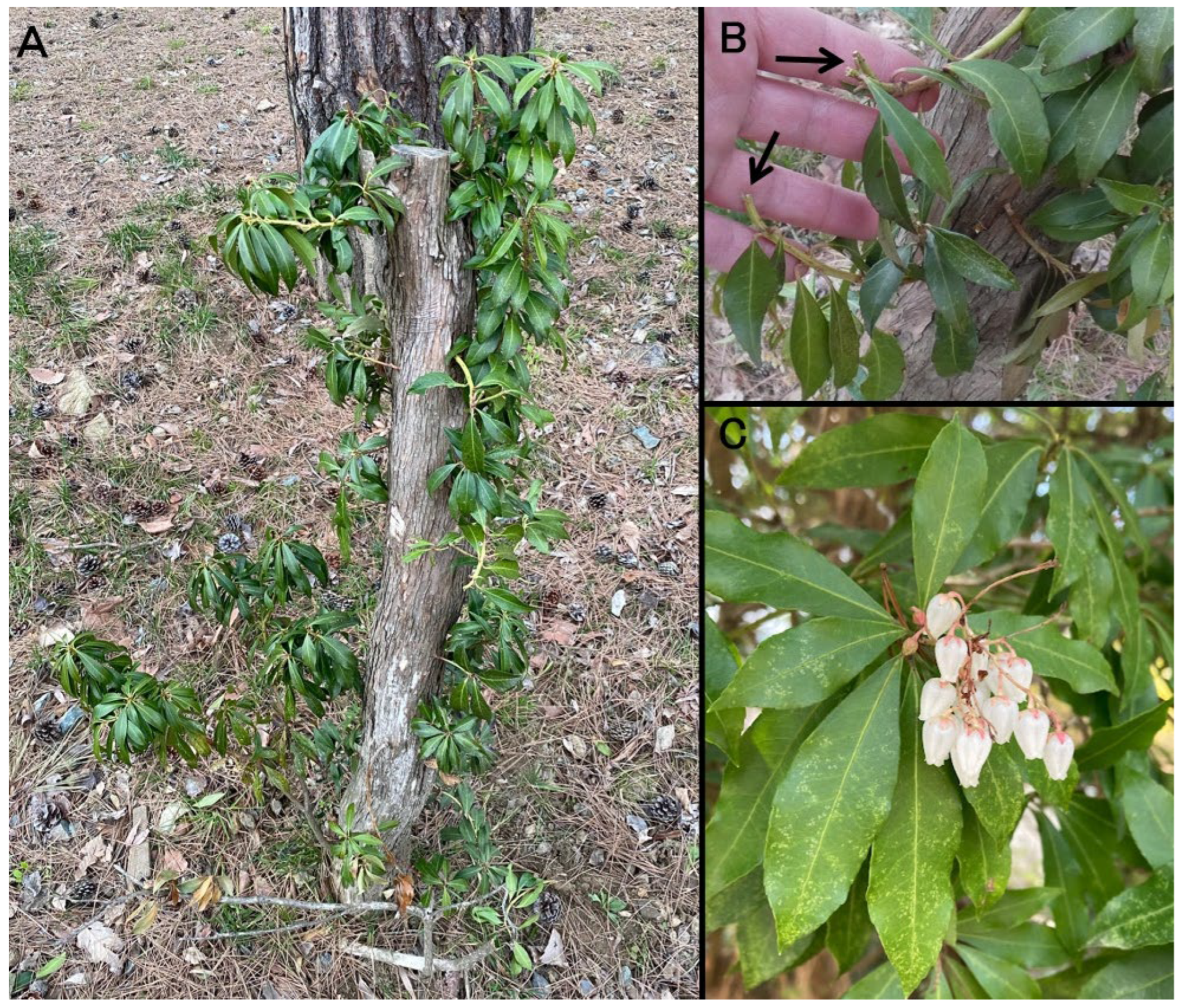 Vetsci 12 00806 g002