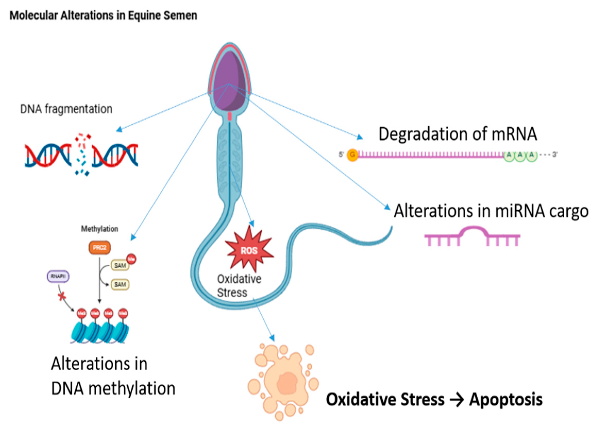 Vetsci 12 00807 g006