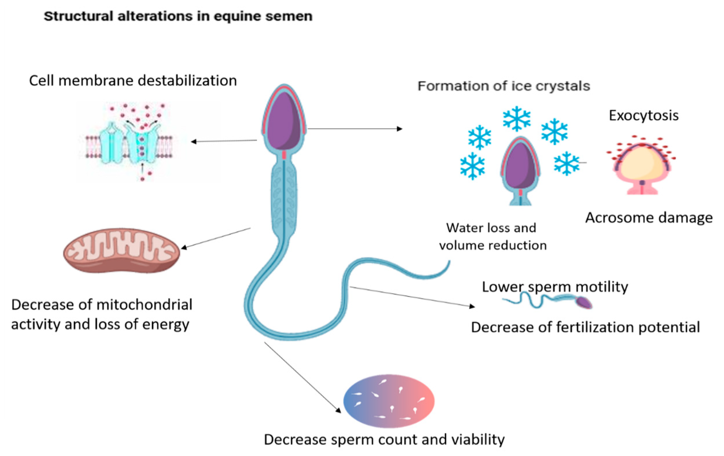 Vetsci 12 00807 g007