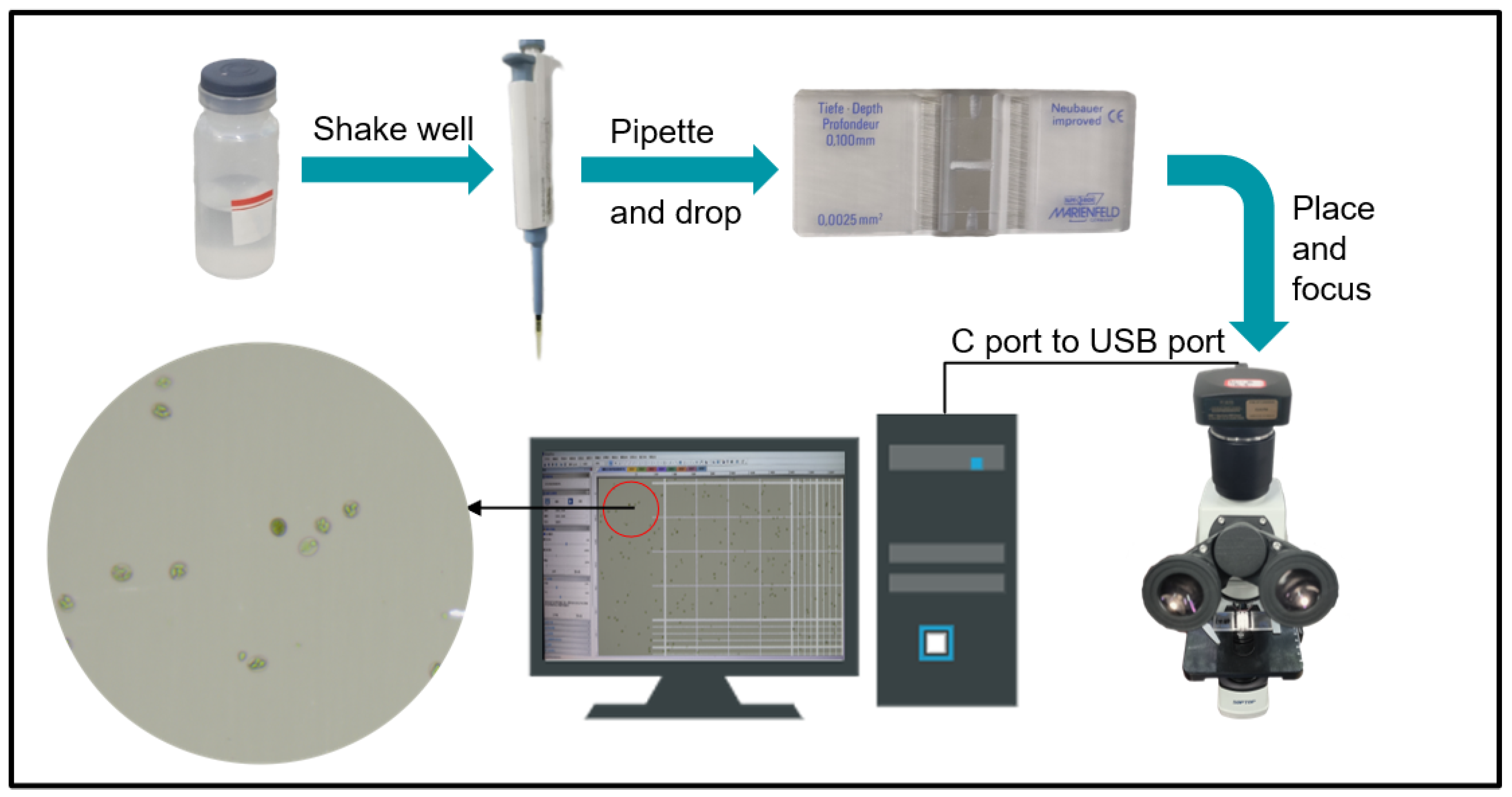 Vetsci 12 00812 g003