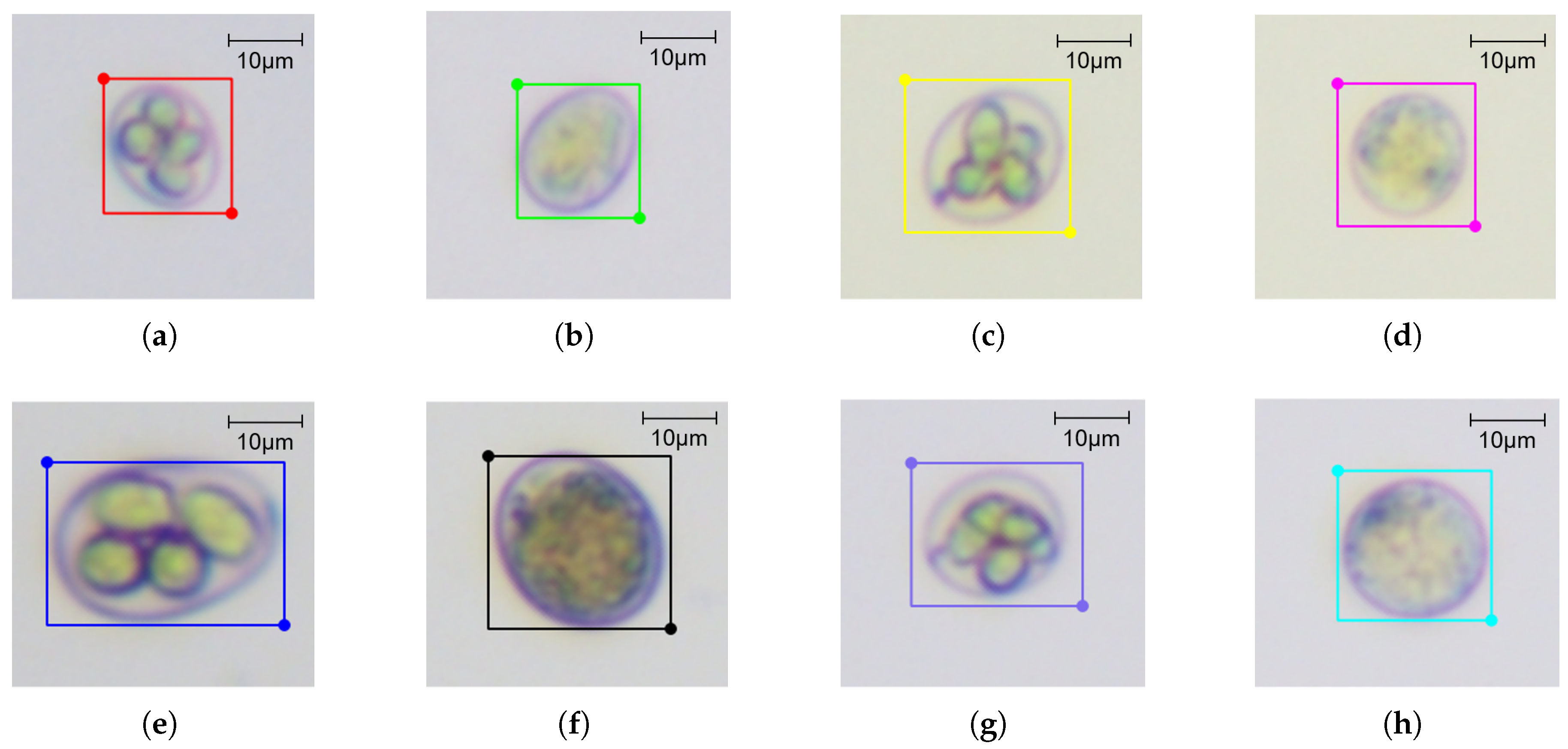 Vetsci 12 00812 g005