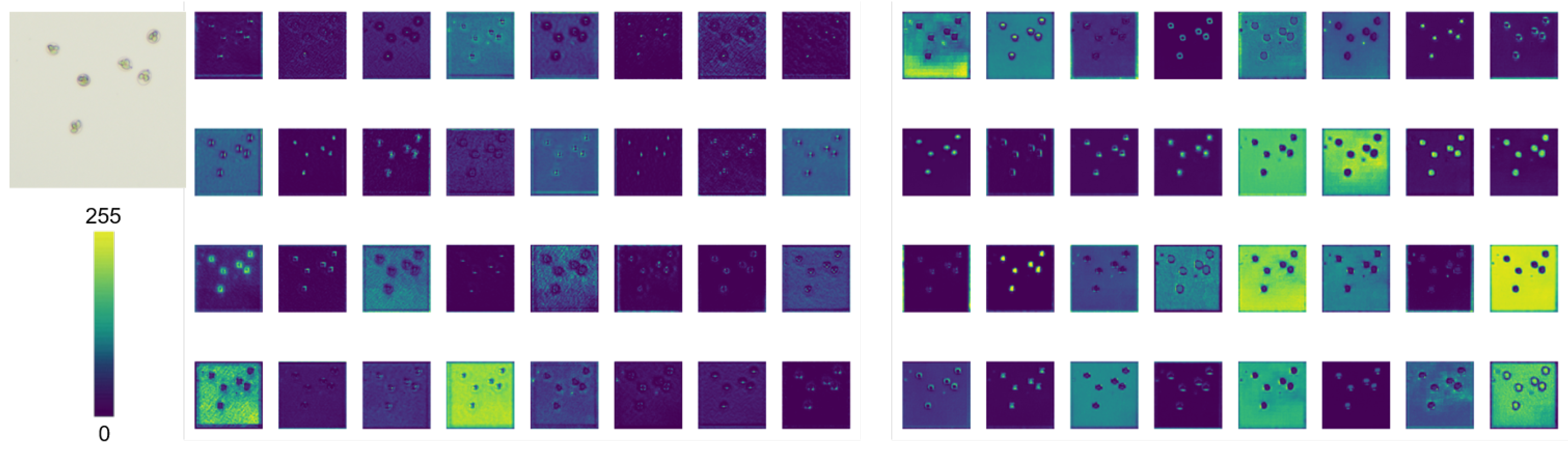 Vetsci 12 00812 g016