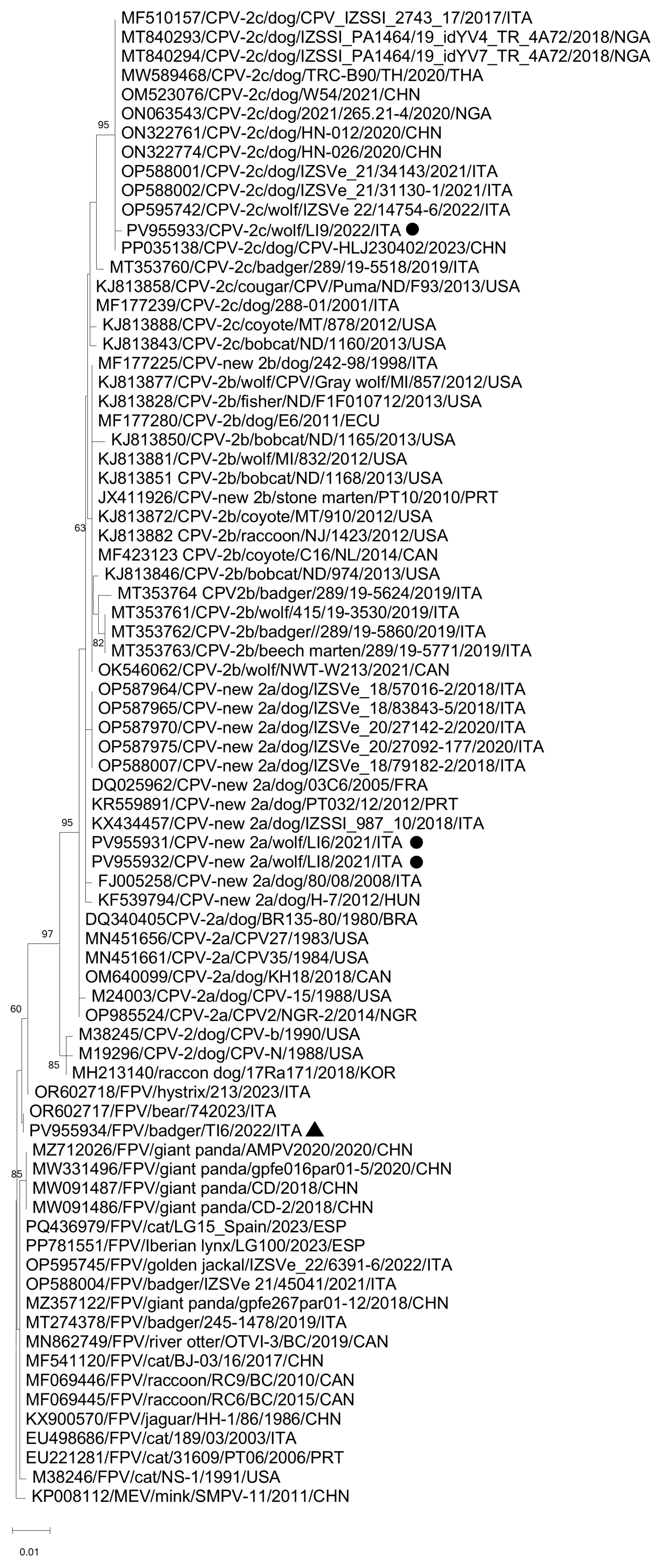 Vetsci 12 00814 g001