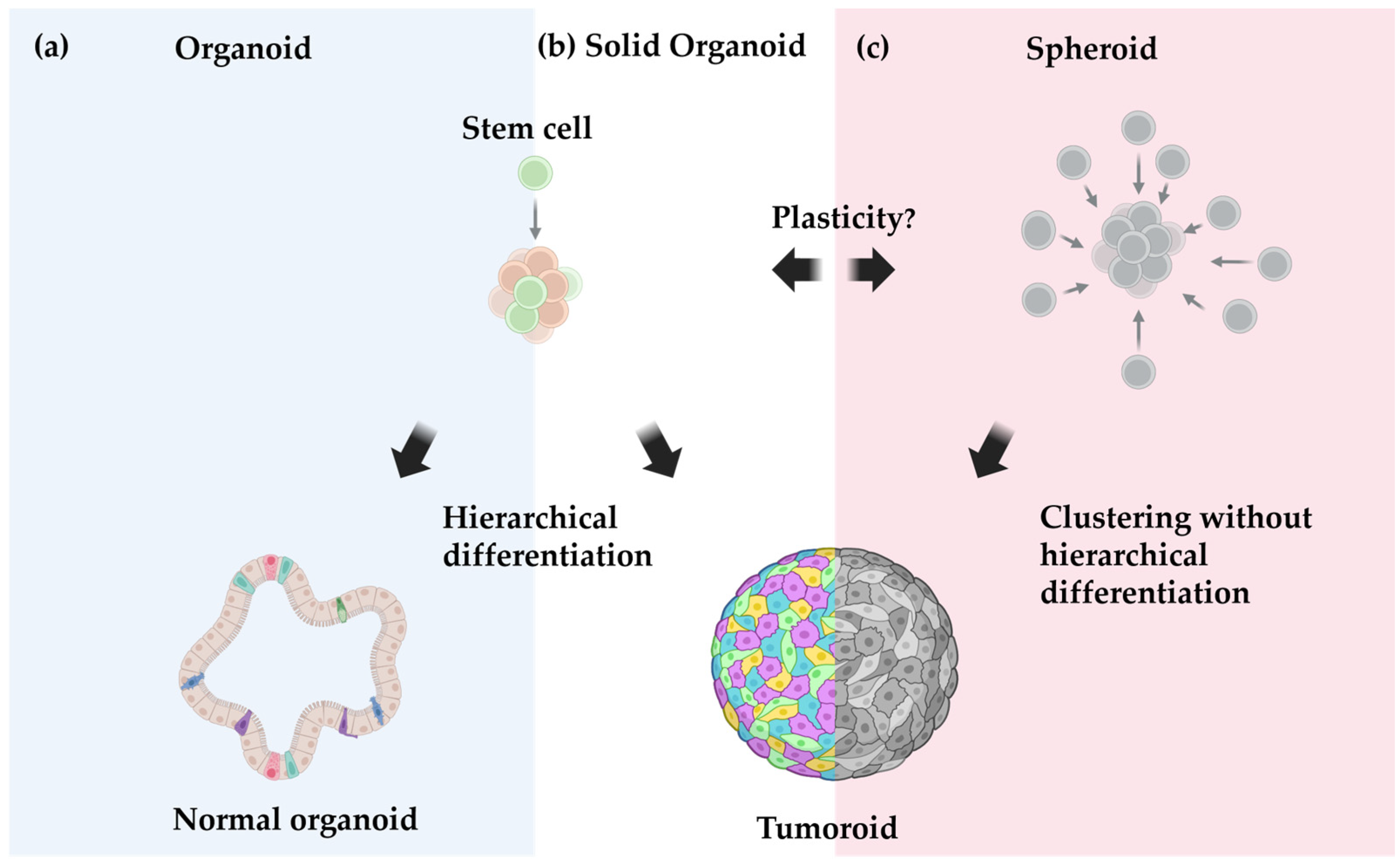 Vetsci 12 00815 g002