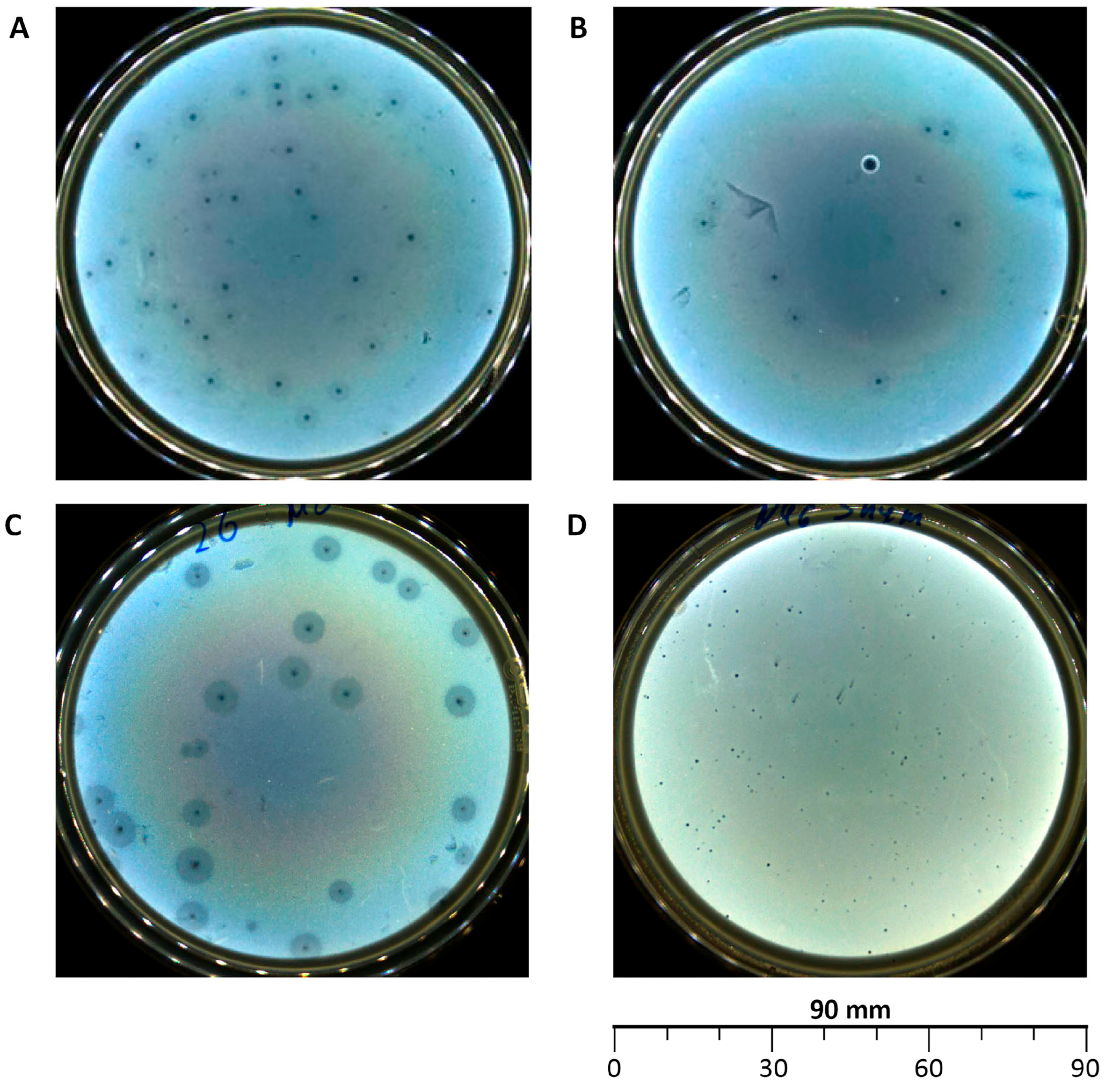 Vetsci 12 00817 g001