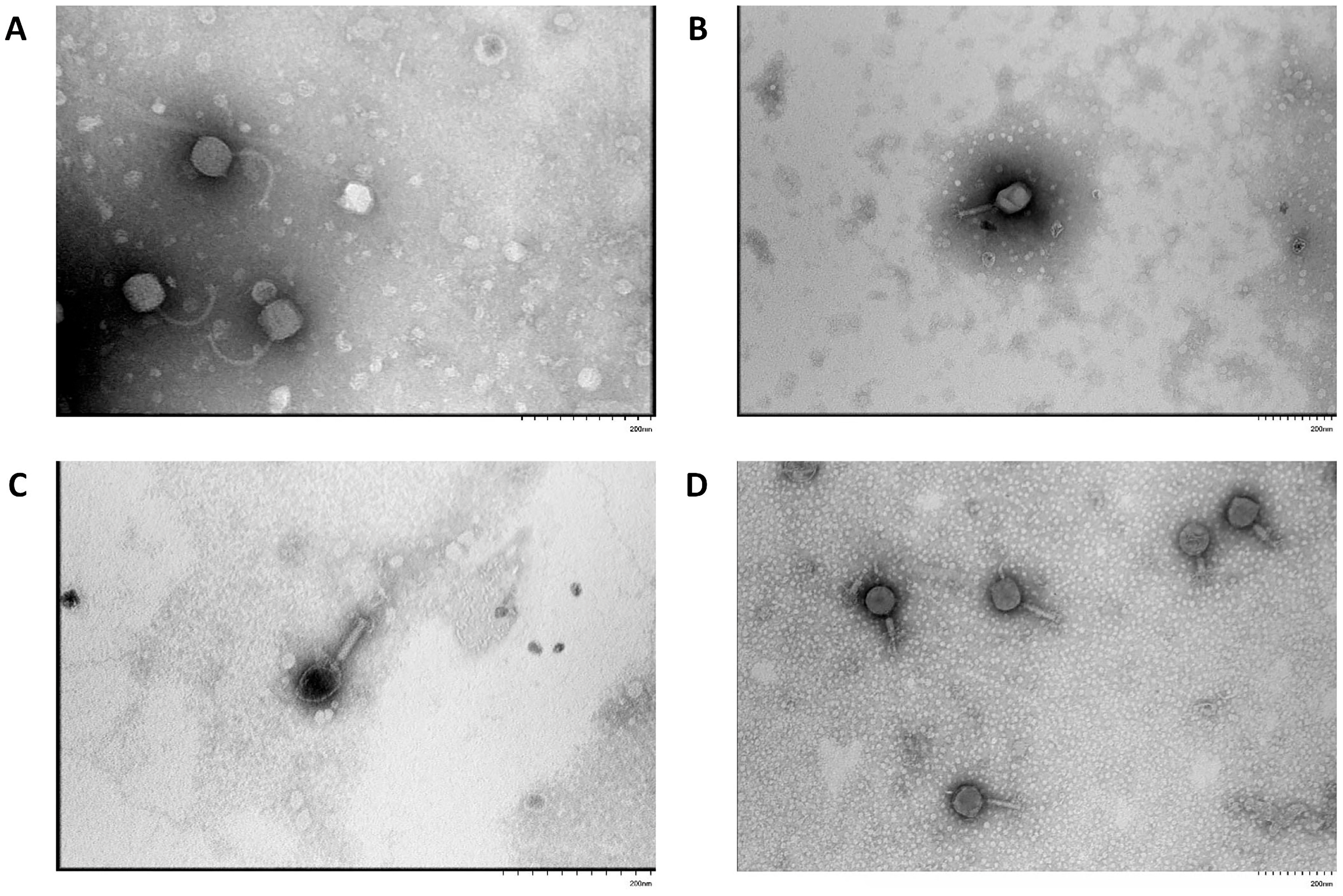Vetsci 12 00817 g002