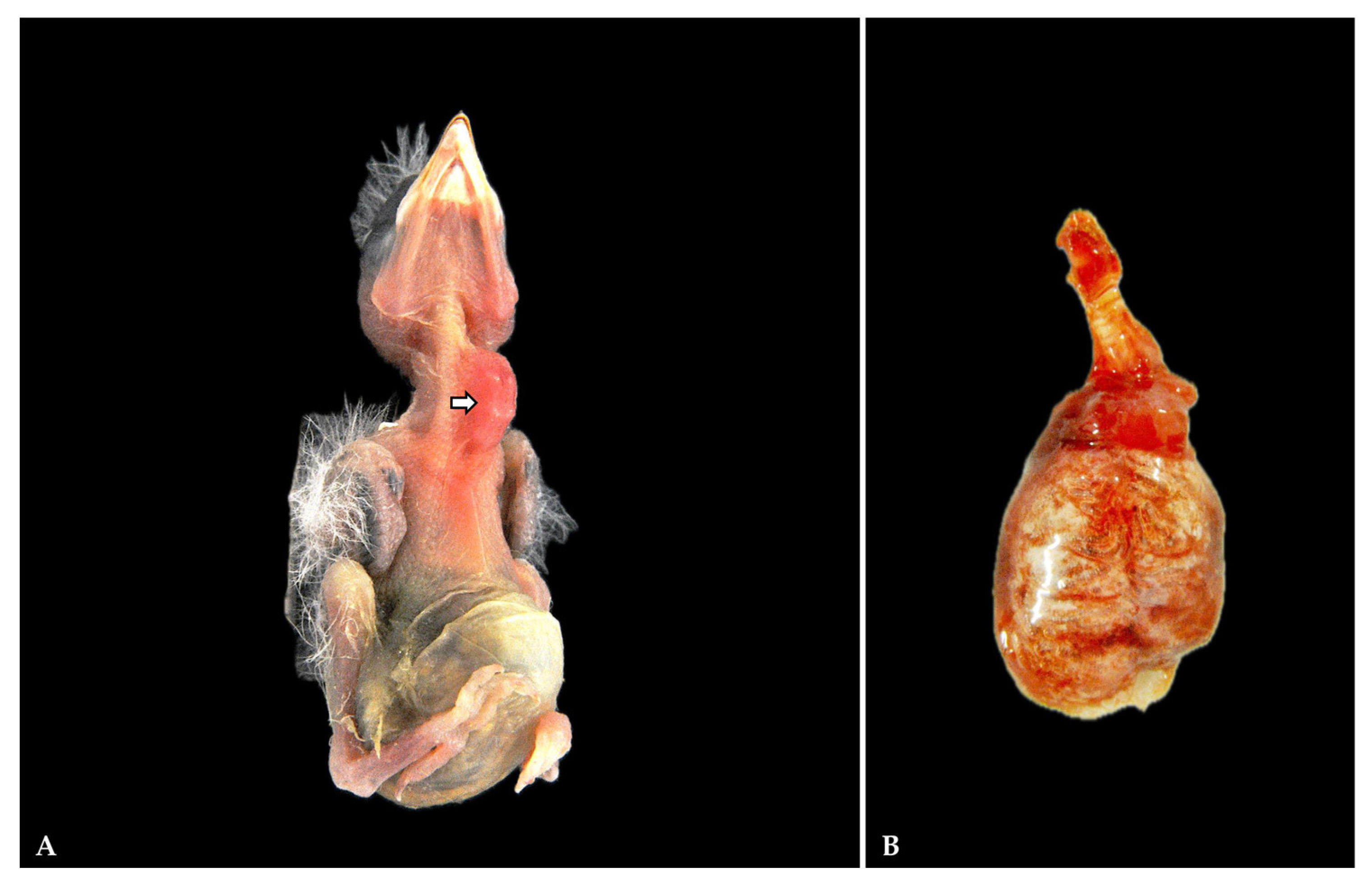 Vetsci 12 00821 g001