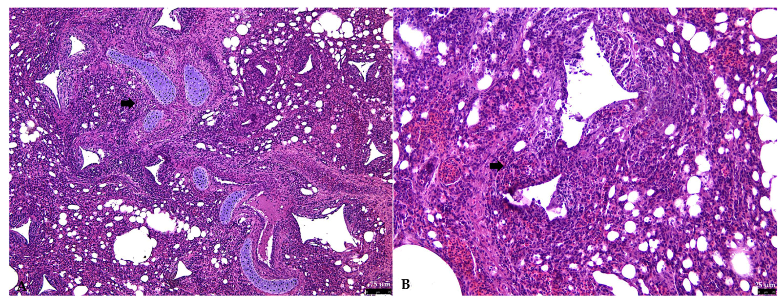 Vetsci 12 00821 g002