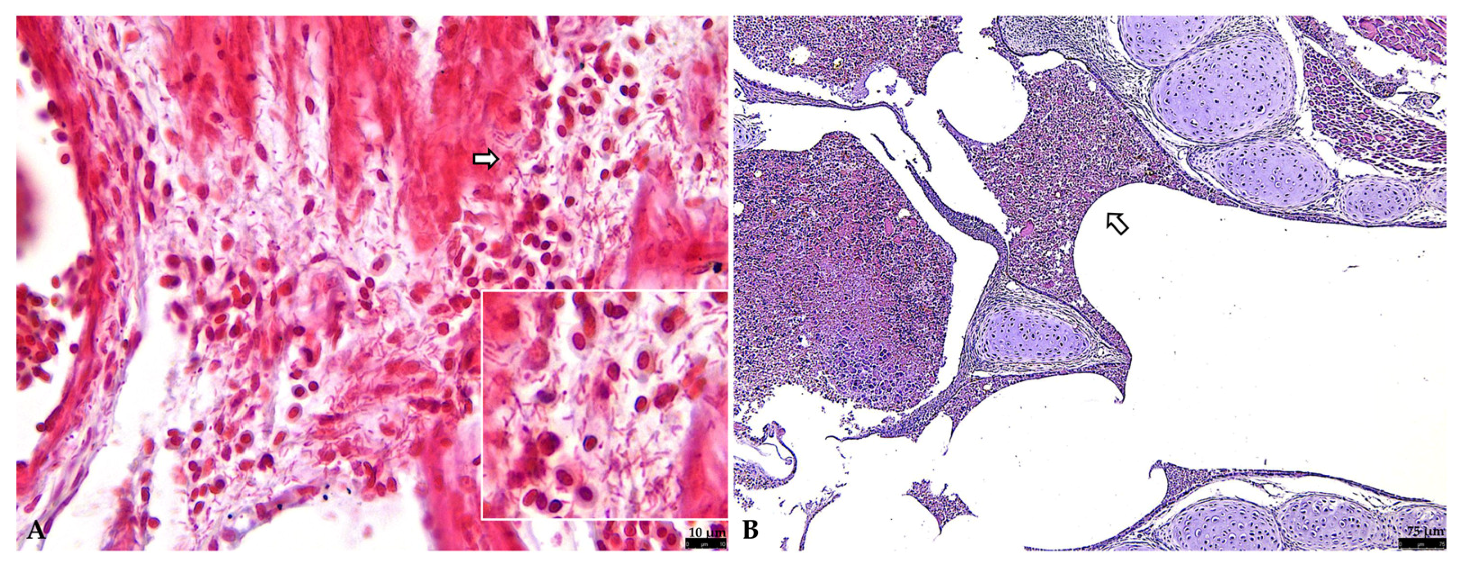 Vetsci 12 00821 g003