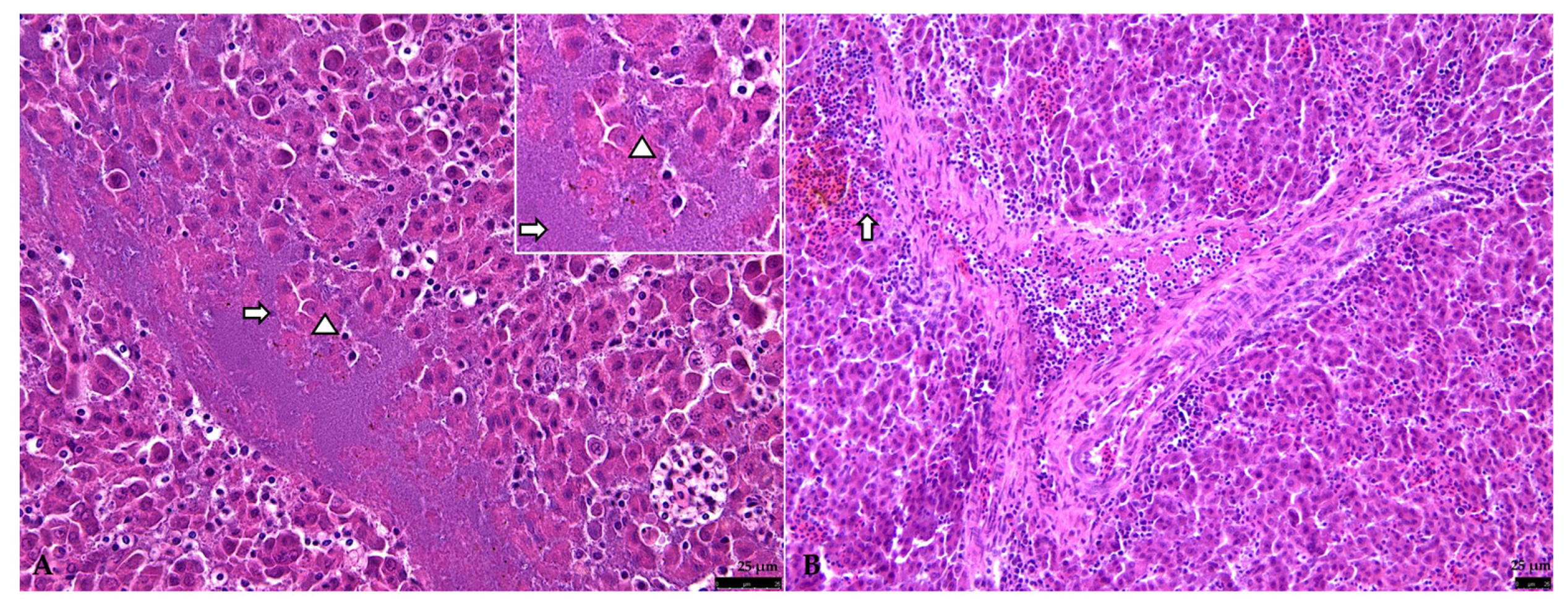 Vetsci 12 00821 g004