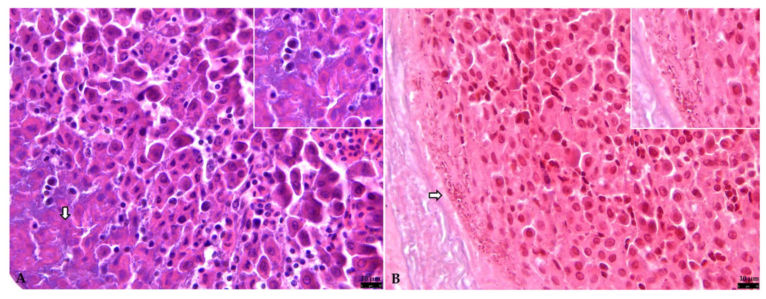 Vetsci 12 00821 g005