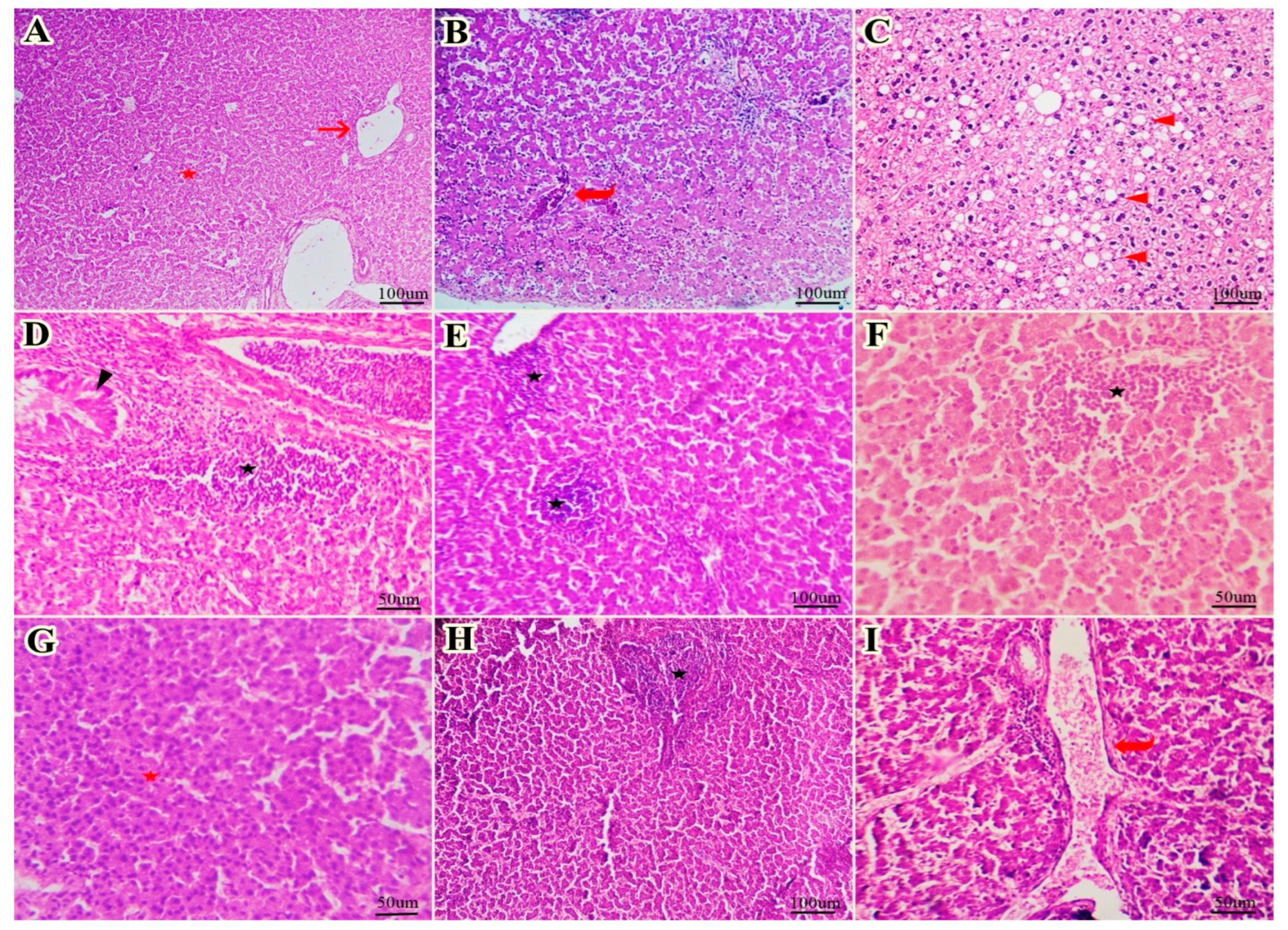 Vetsci 12 00825 g003