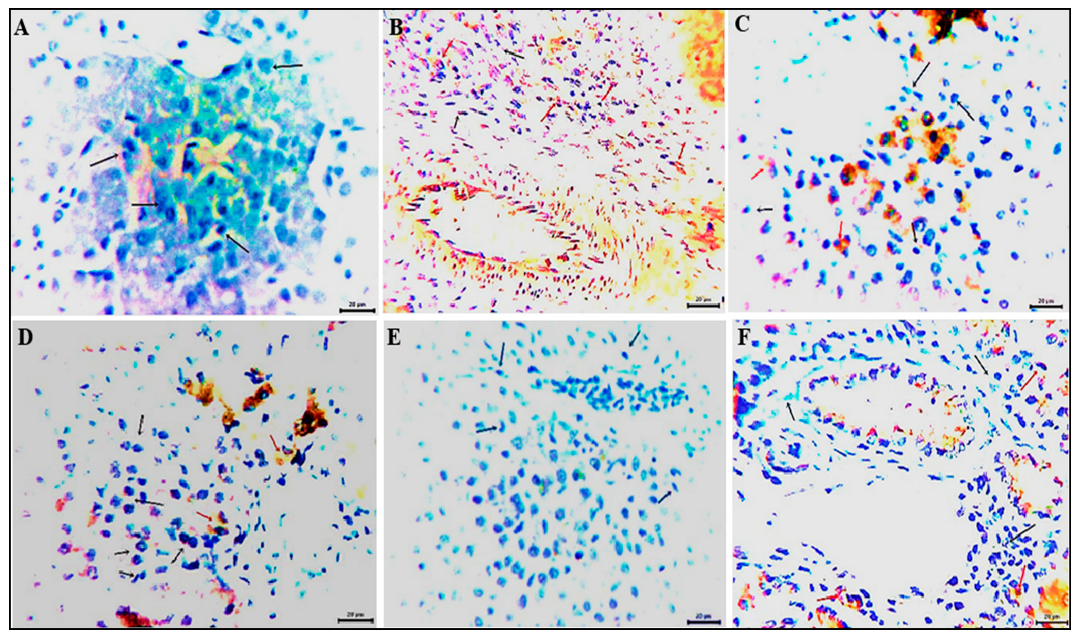 Vetsci 12 00825 g004
