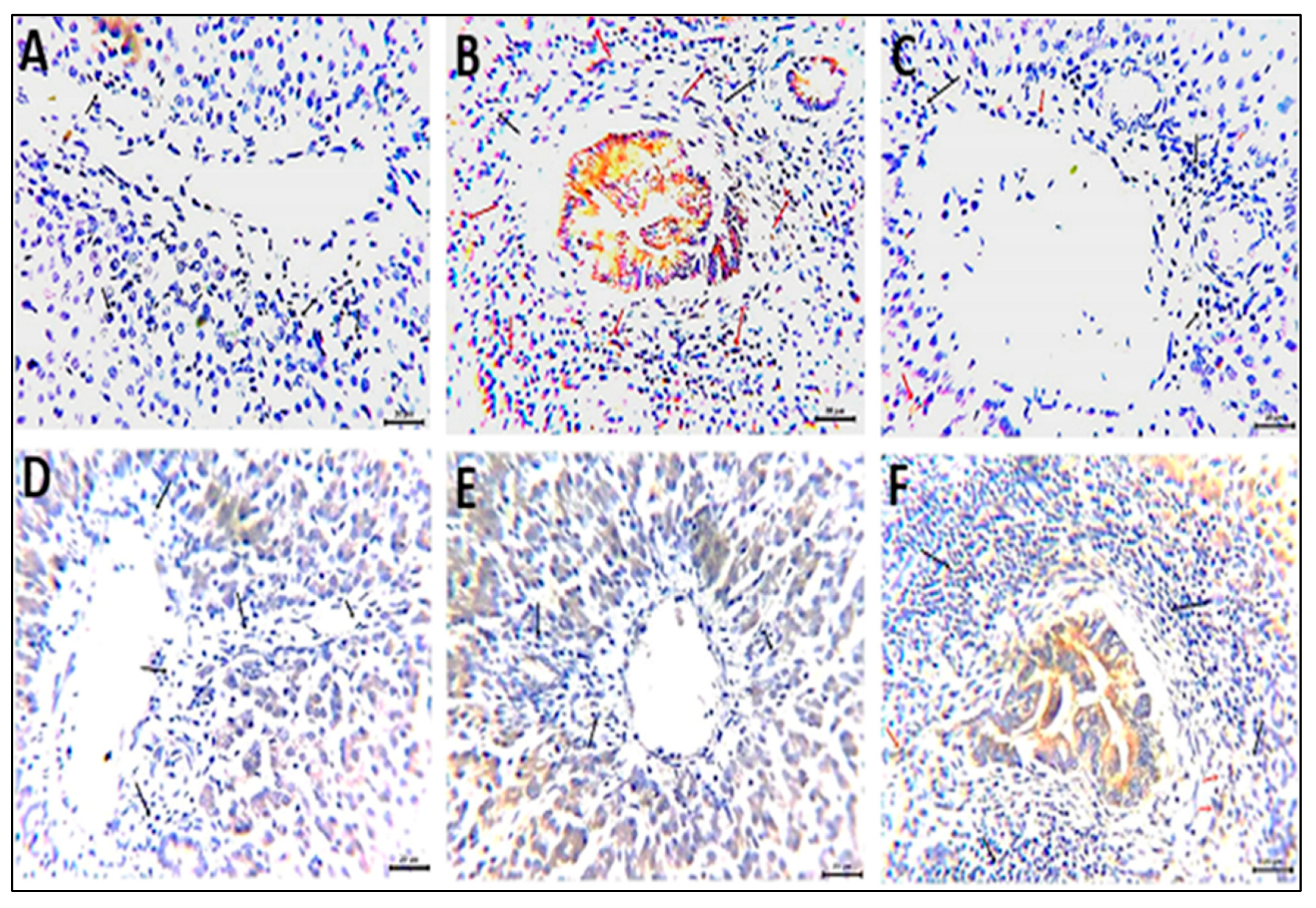 Vetsci 12 00825 g005