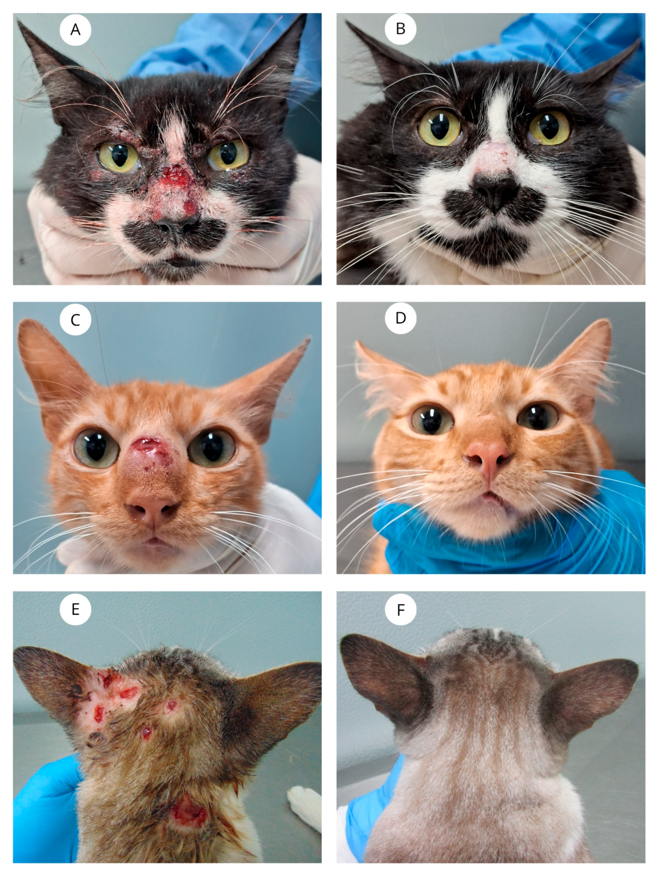 Vetsci 12 00830 g001