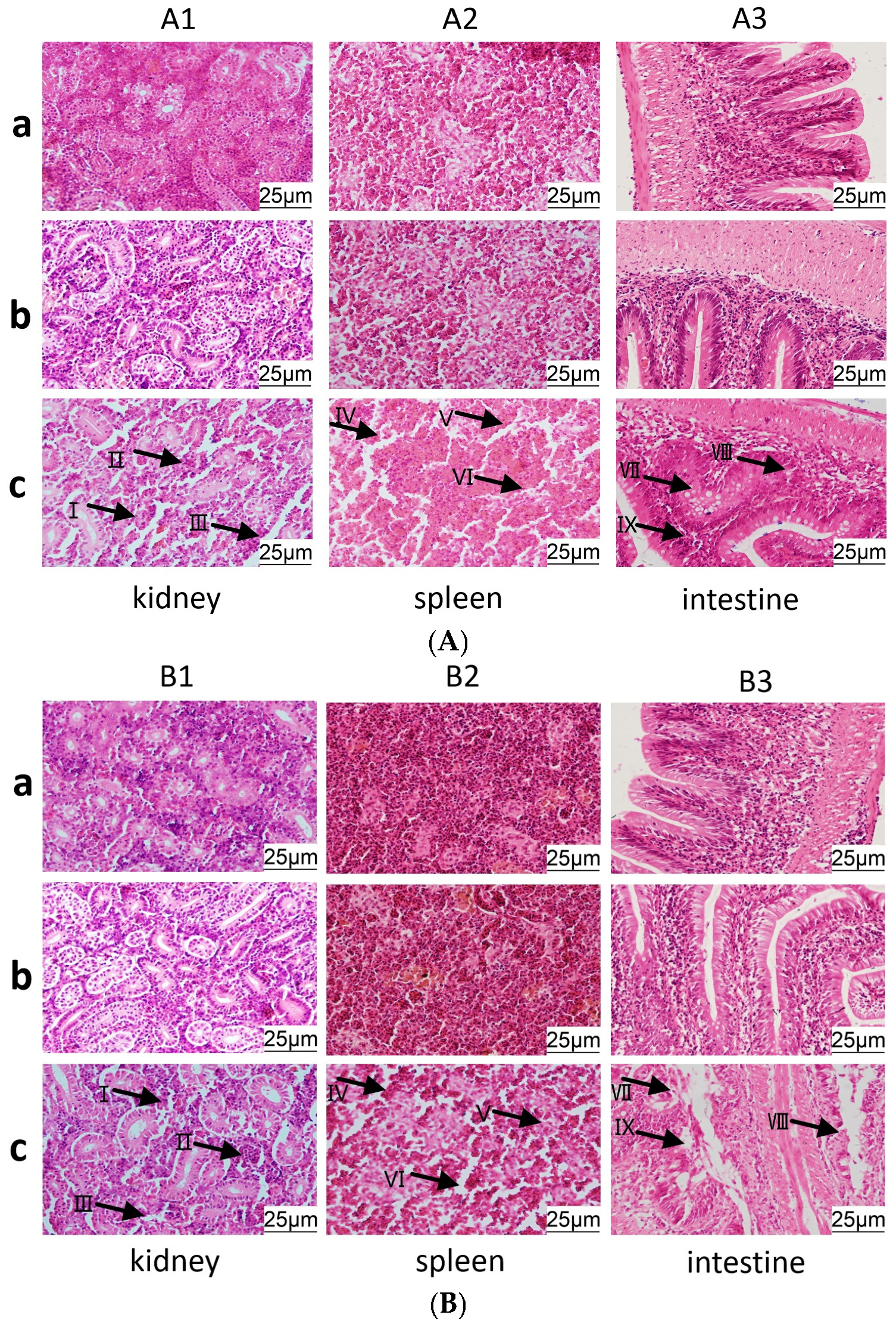 Vetsci 12 00831 g007