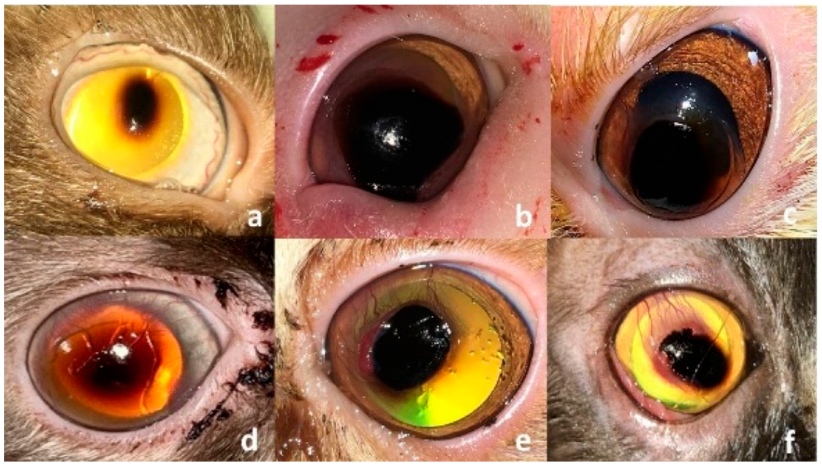 Vetsci 12 00839 g001